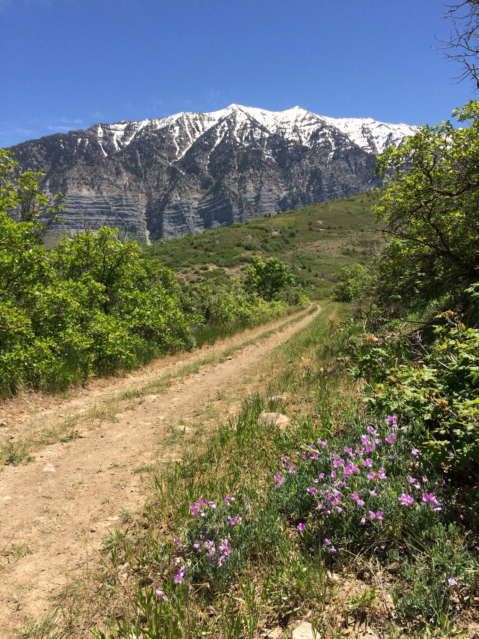A dirt path with purple wildflowers leading to snow-capped mountains under a blue sky. - Mount Van Cott West Trail