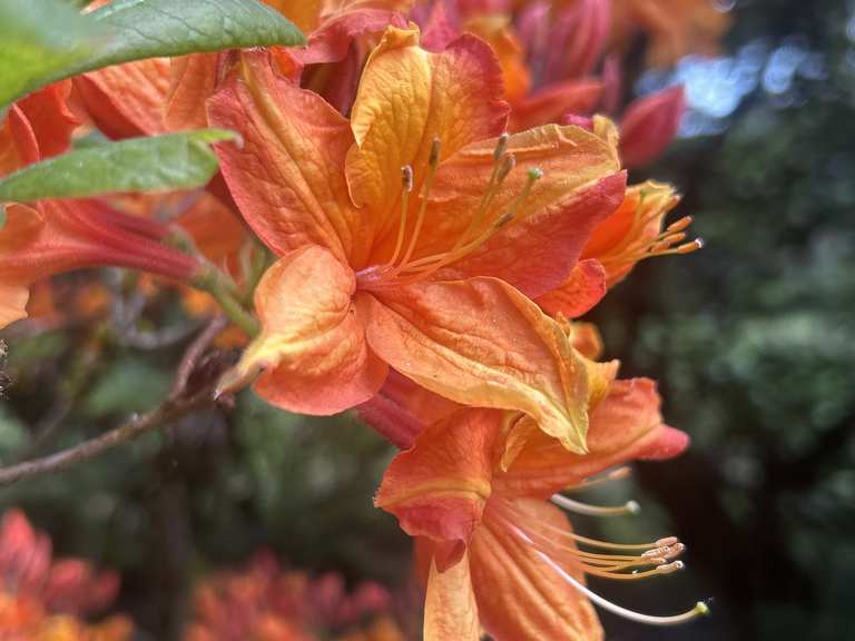 Rhododendron-Garten Jansen  Wander- & Radrouten | Komoot
