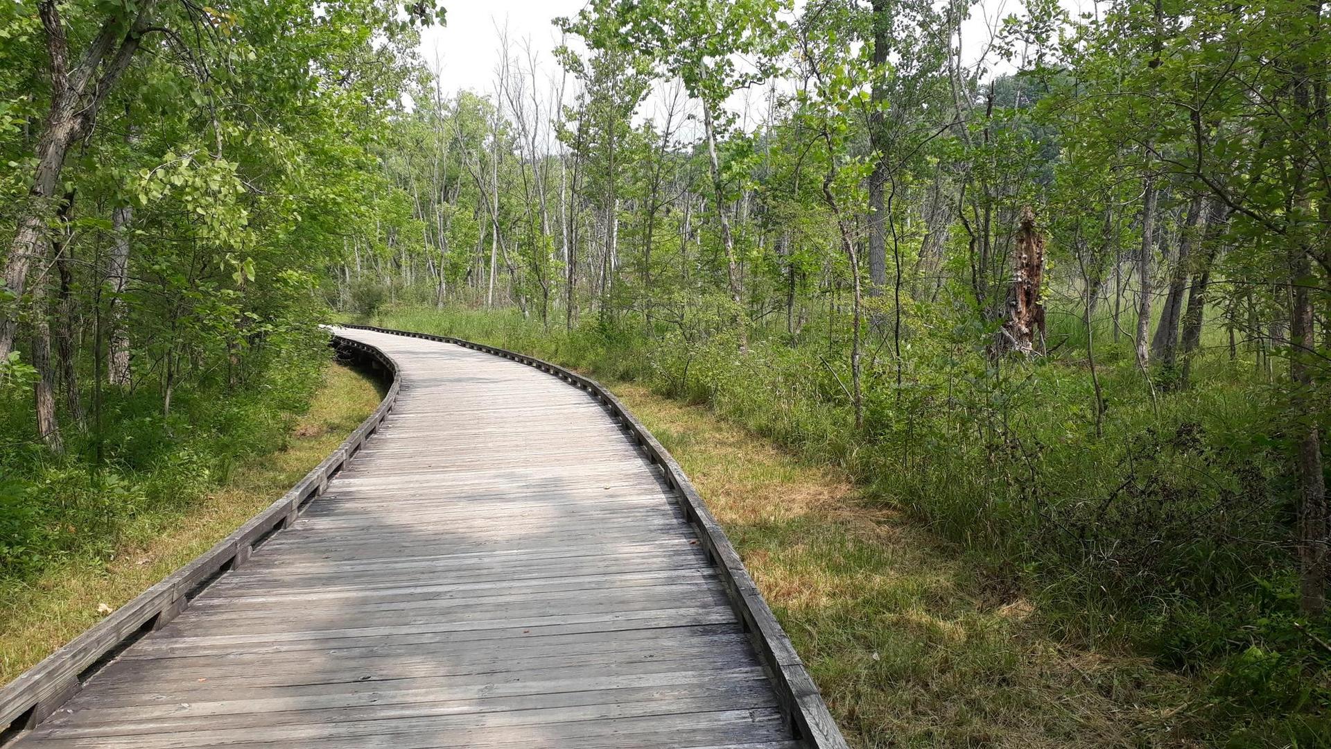 A winding wooden boardwalk through a lush green forest on a sunny day.