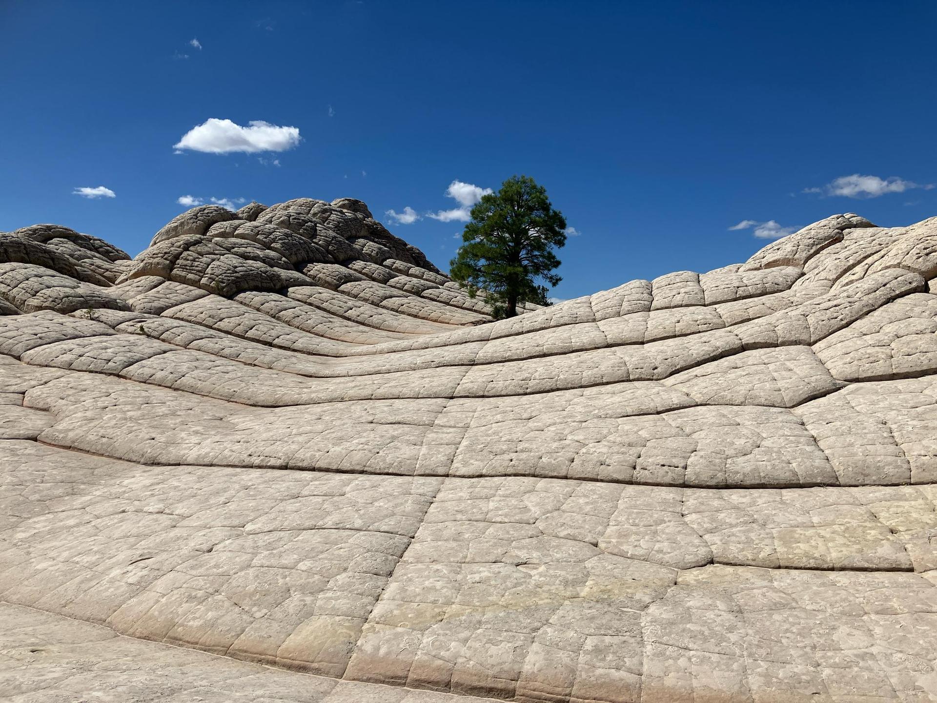 Wavy, textured white rock formations stretch under a bright blue sky with a lone tree.