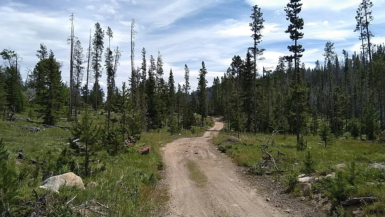 Dirt road winding through a dense pine forest under a cloudy sky.