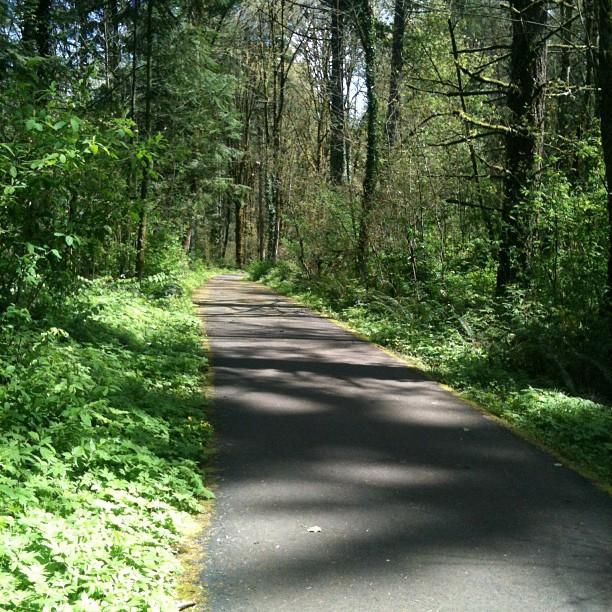 Paved path winding through a sun-dappled, dense green forest.