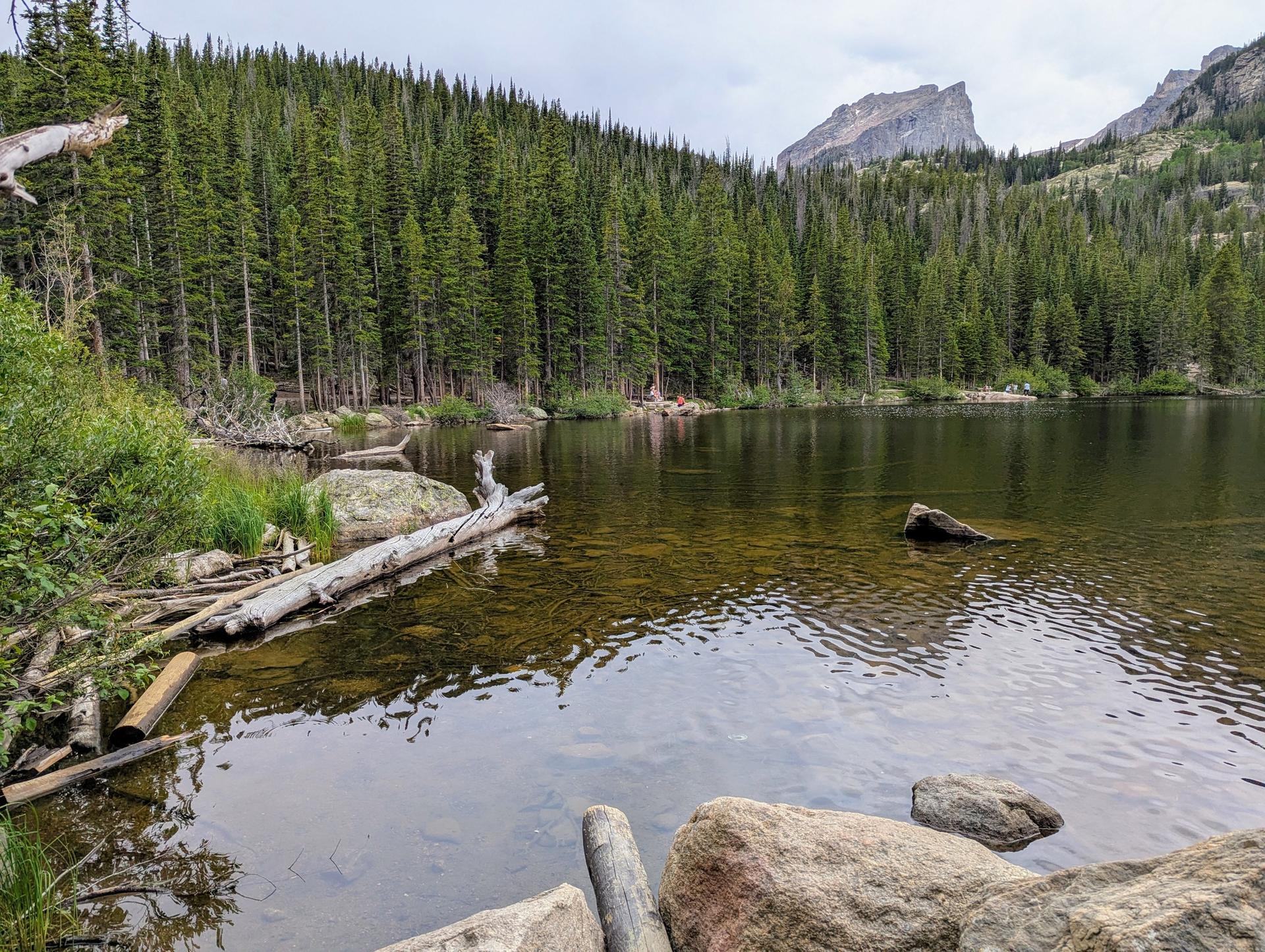 Calm lake with submerged logs, dense pine forest, and distant mountain under cloudy sky.