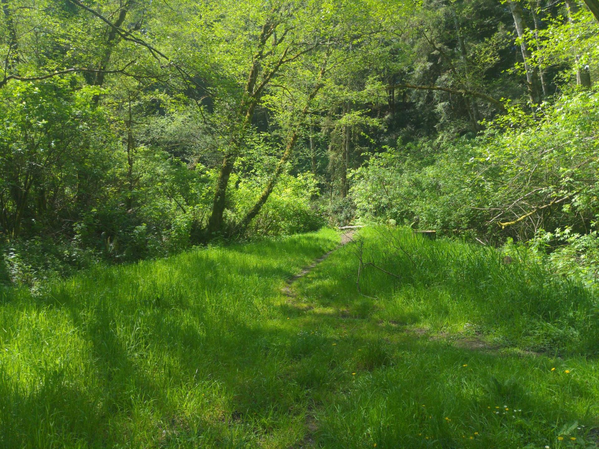 Bright green grassy path leading into a sunlit forest clearing.