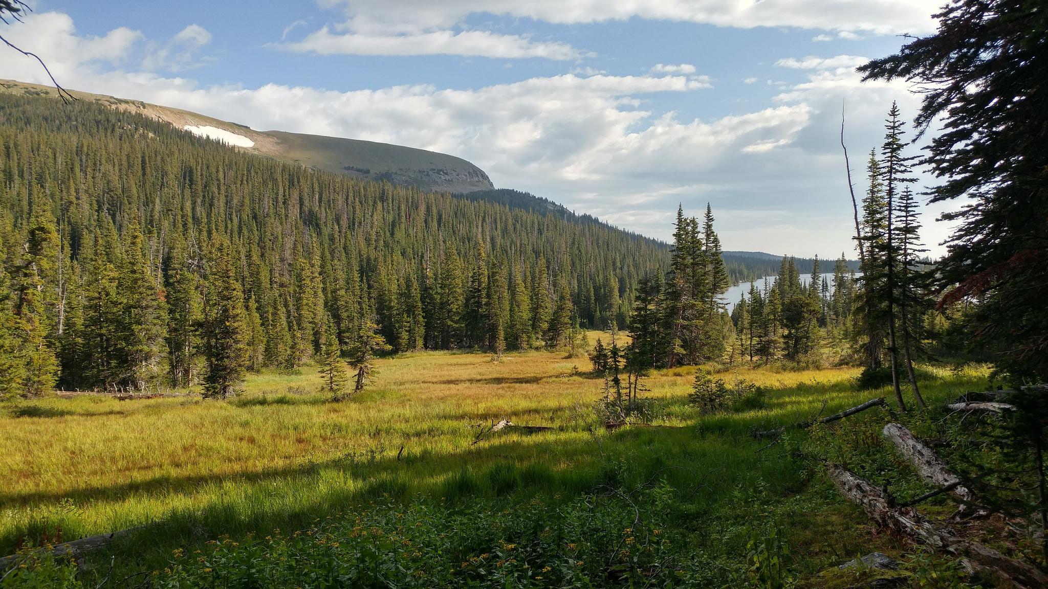 Sunny mountain valley with a meadow, dense forest, and distant lake.