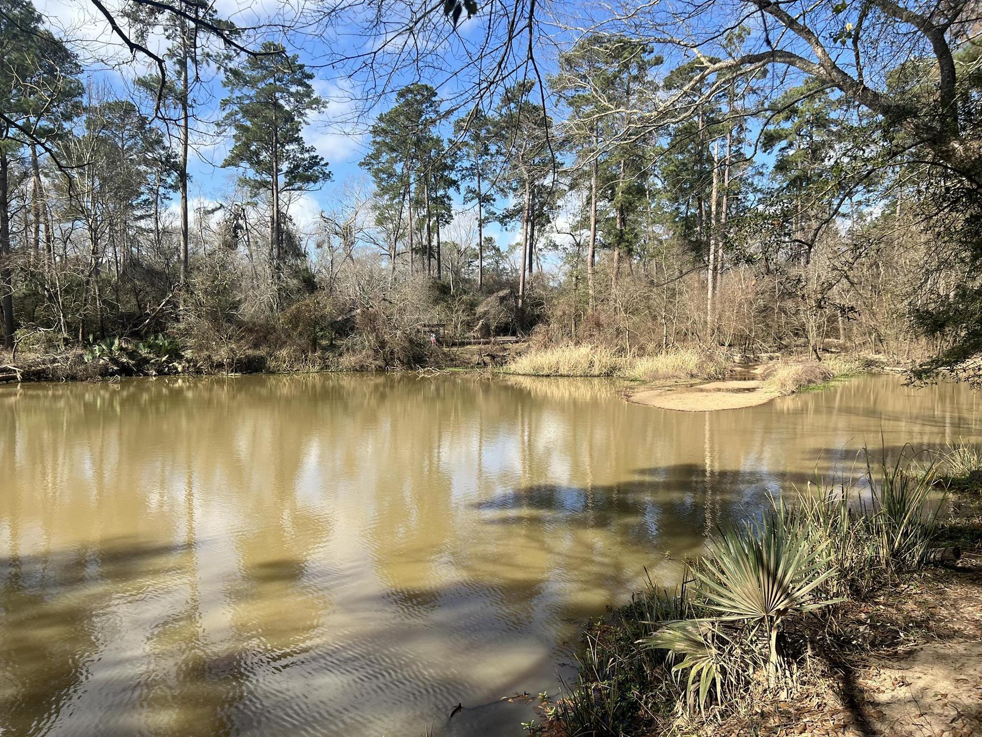Calm muddy river reflecting tall trees under bright daylight.