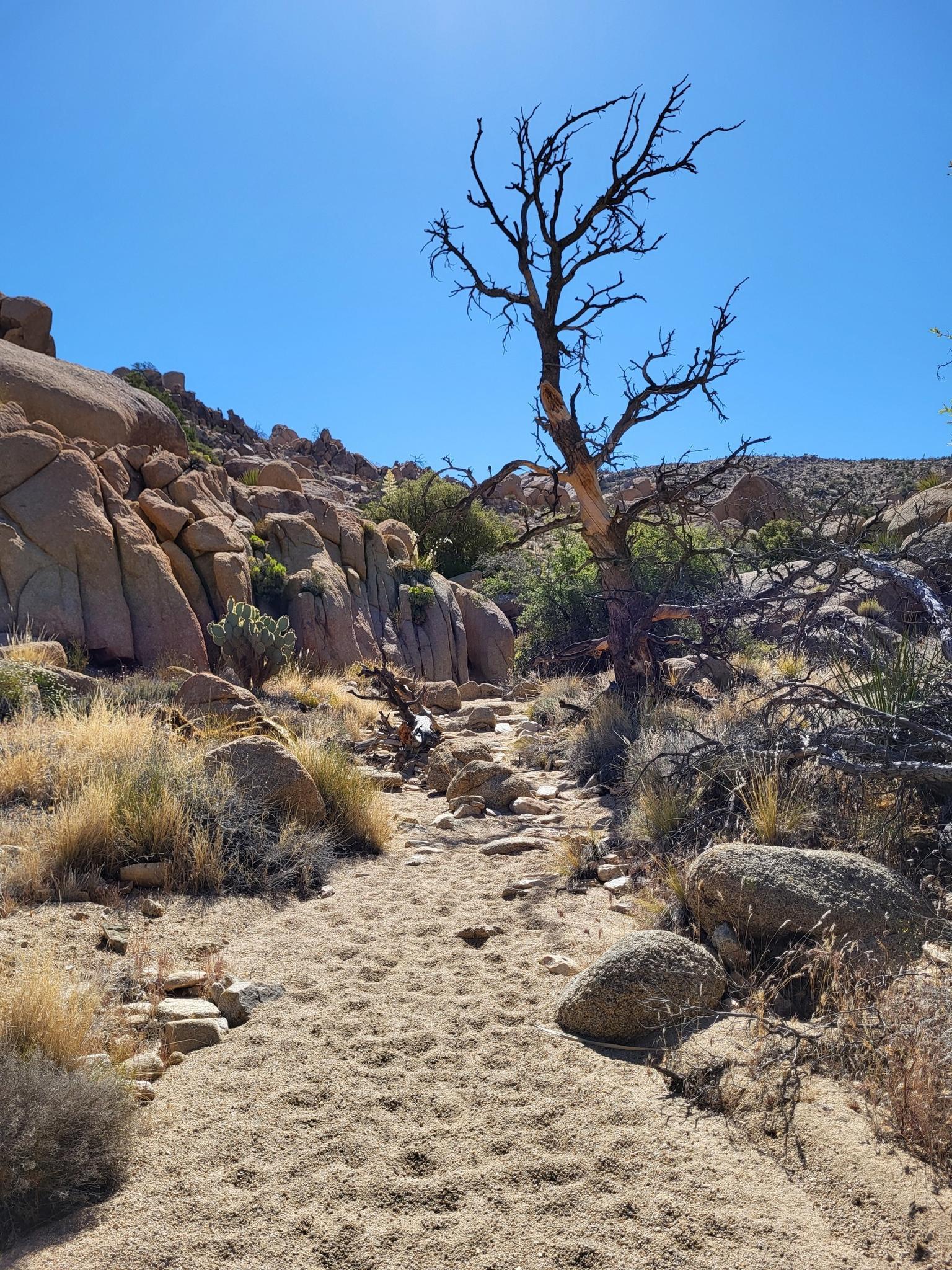 Bright desert scene with a sandy path, rocky hills, and a bare tree.