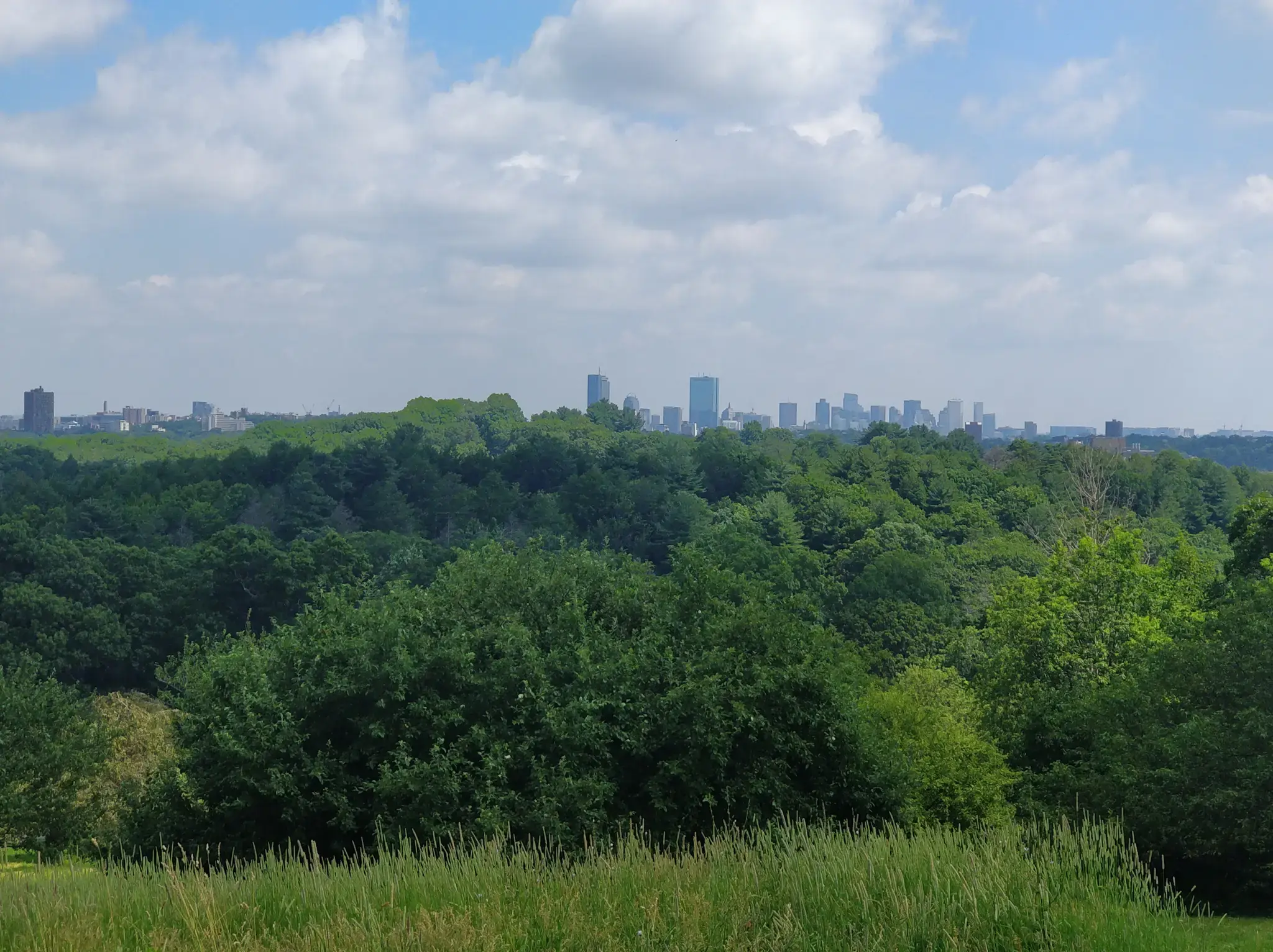 Distant city skyline visible above a vast expanse of green trees.