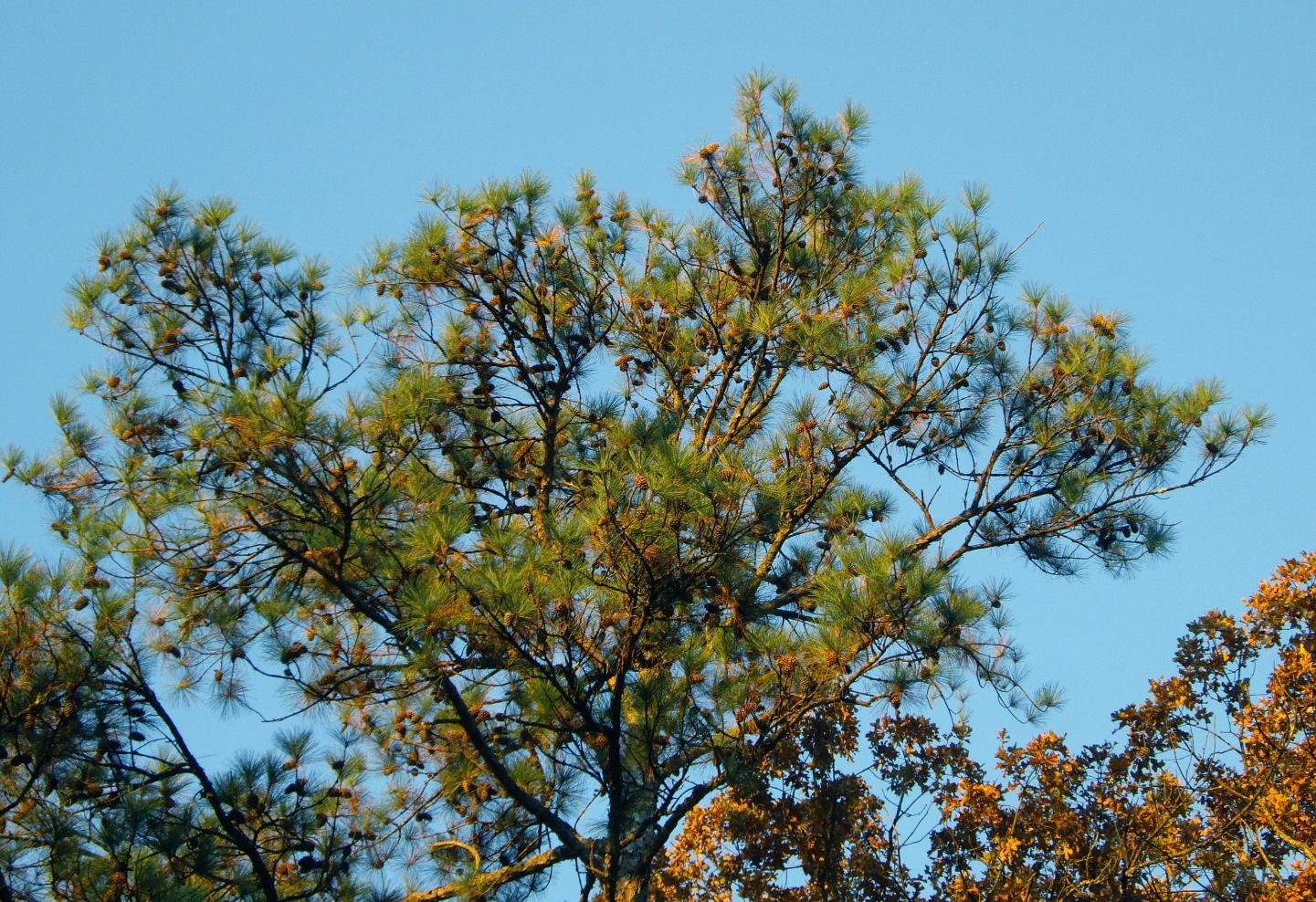 Green pine tree branches and pinecones against a bright blue sky.