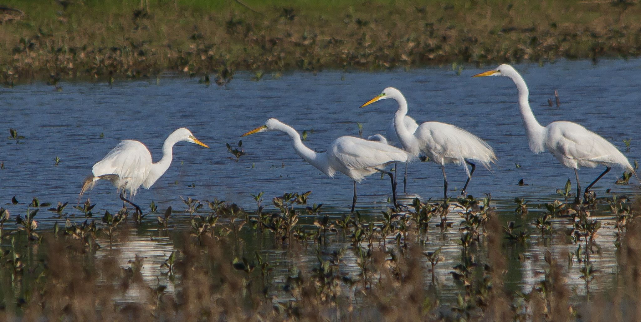 Several white egrets wade in shallow water with green and brown plants. - West Point Wildlife Management Area loop
