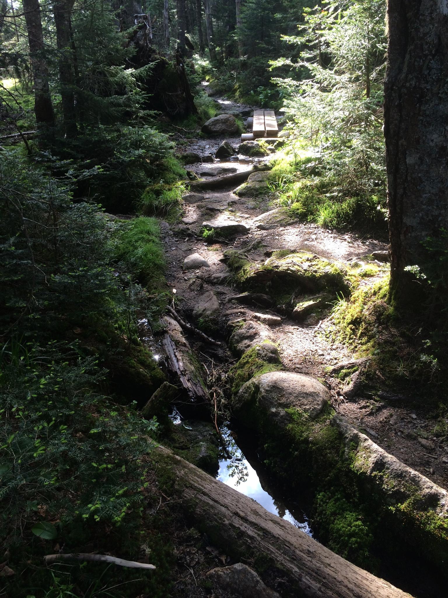 Rocky forest path with dappled sunlight, mossy logs, and green undergrowth.