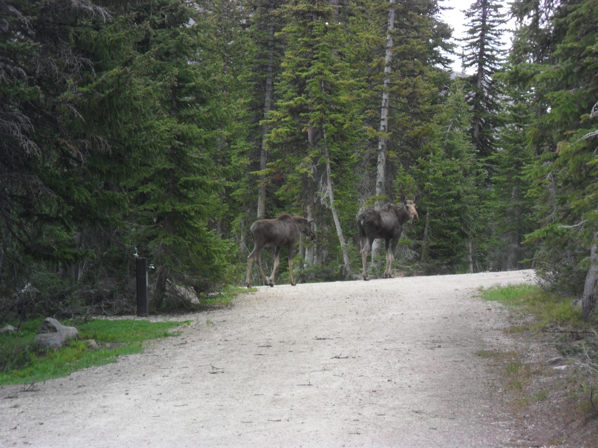 Two moose stand on a dirt road in a dense pine forest.