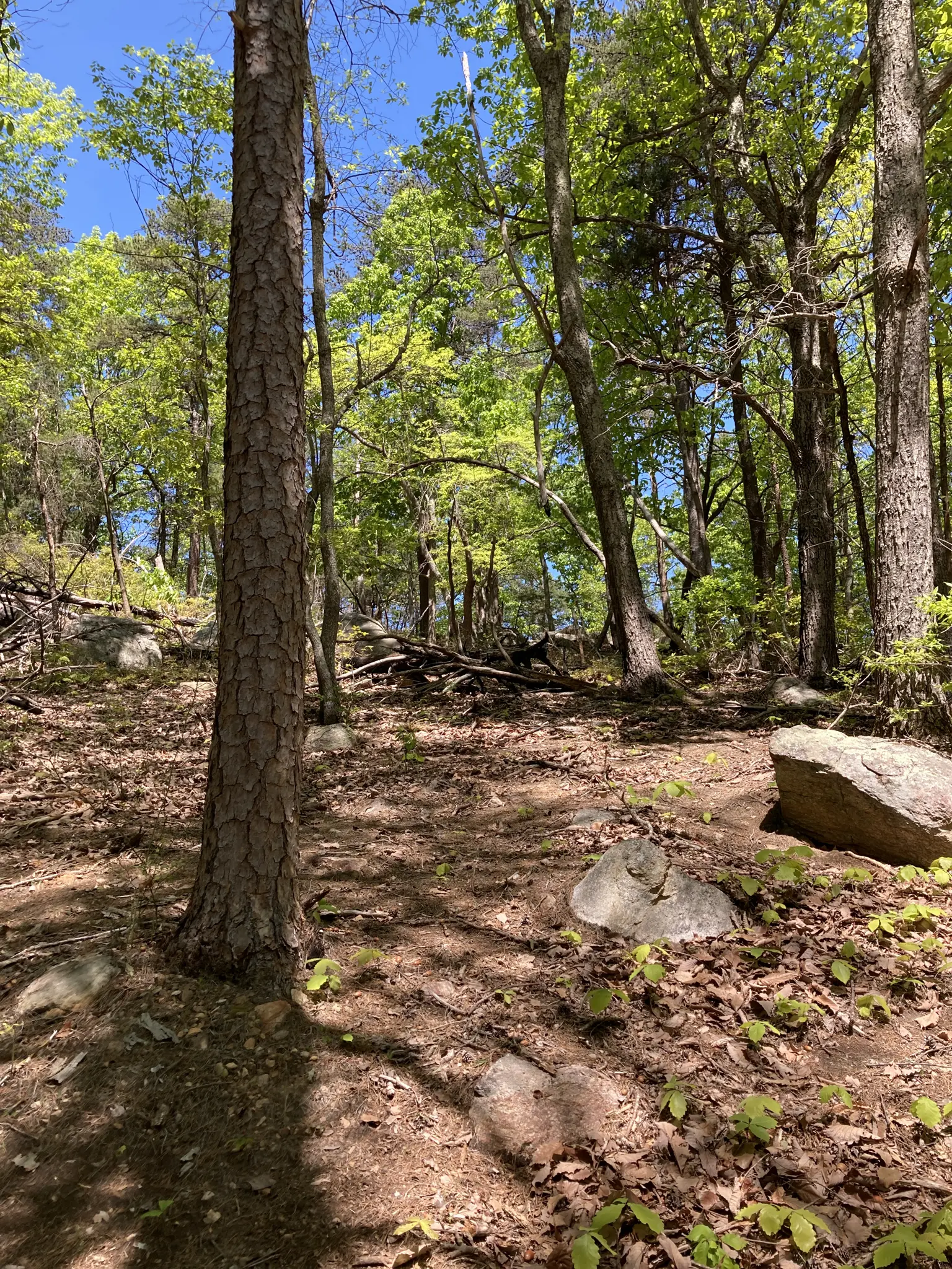 Sunny forest path with dappled light, surrounded by trees and rocks.