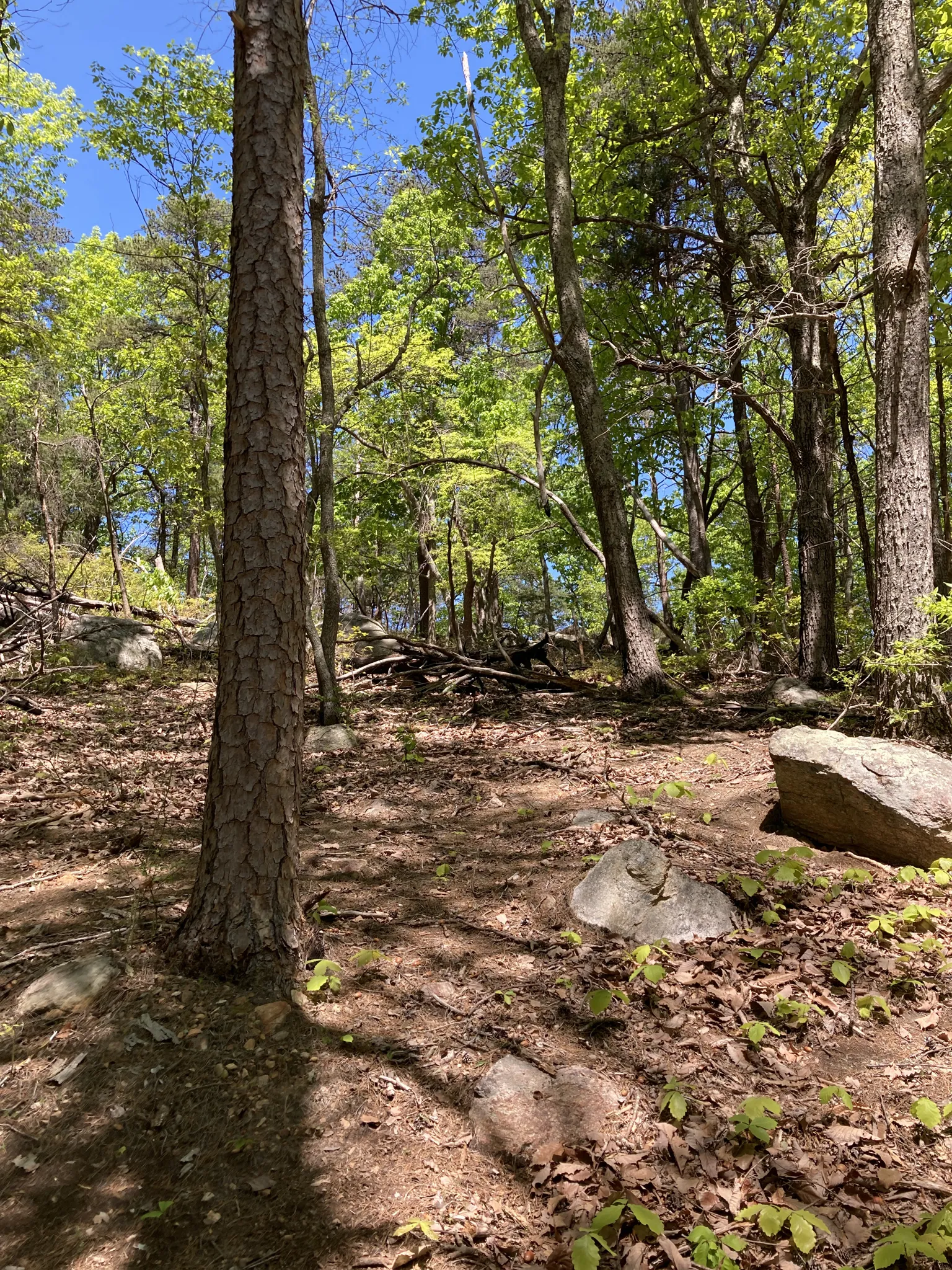 Sunny forest path with dappled light, surrounded by trees and rocks. - Pinnacle Trail loop from Crowders Mountain