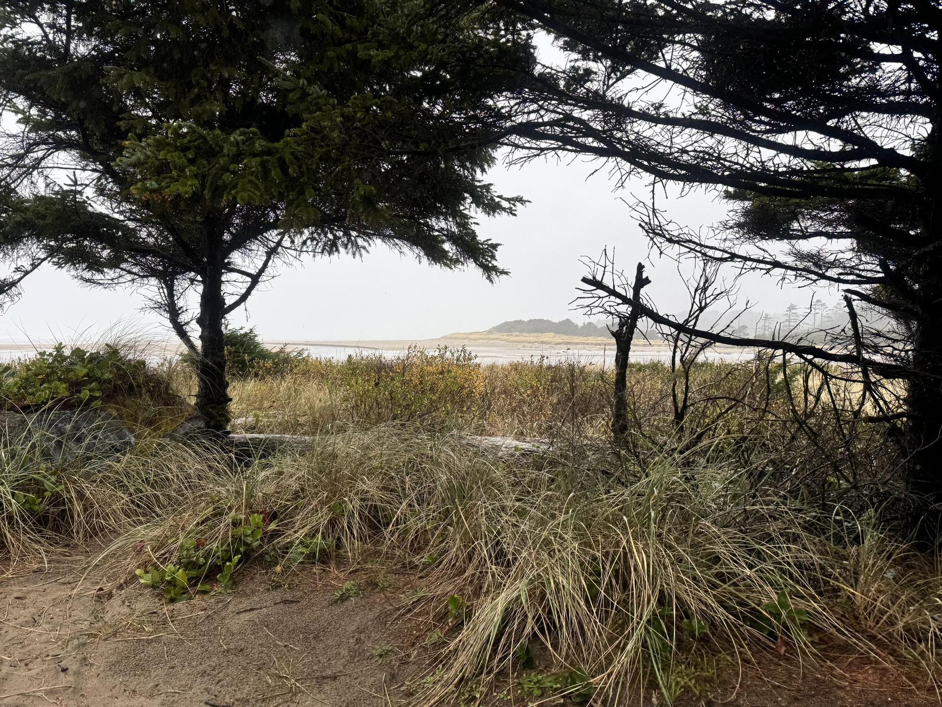 Overcast view through dark trees and tall grass to a distant sandy beach.