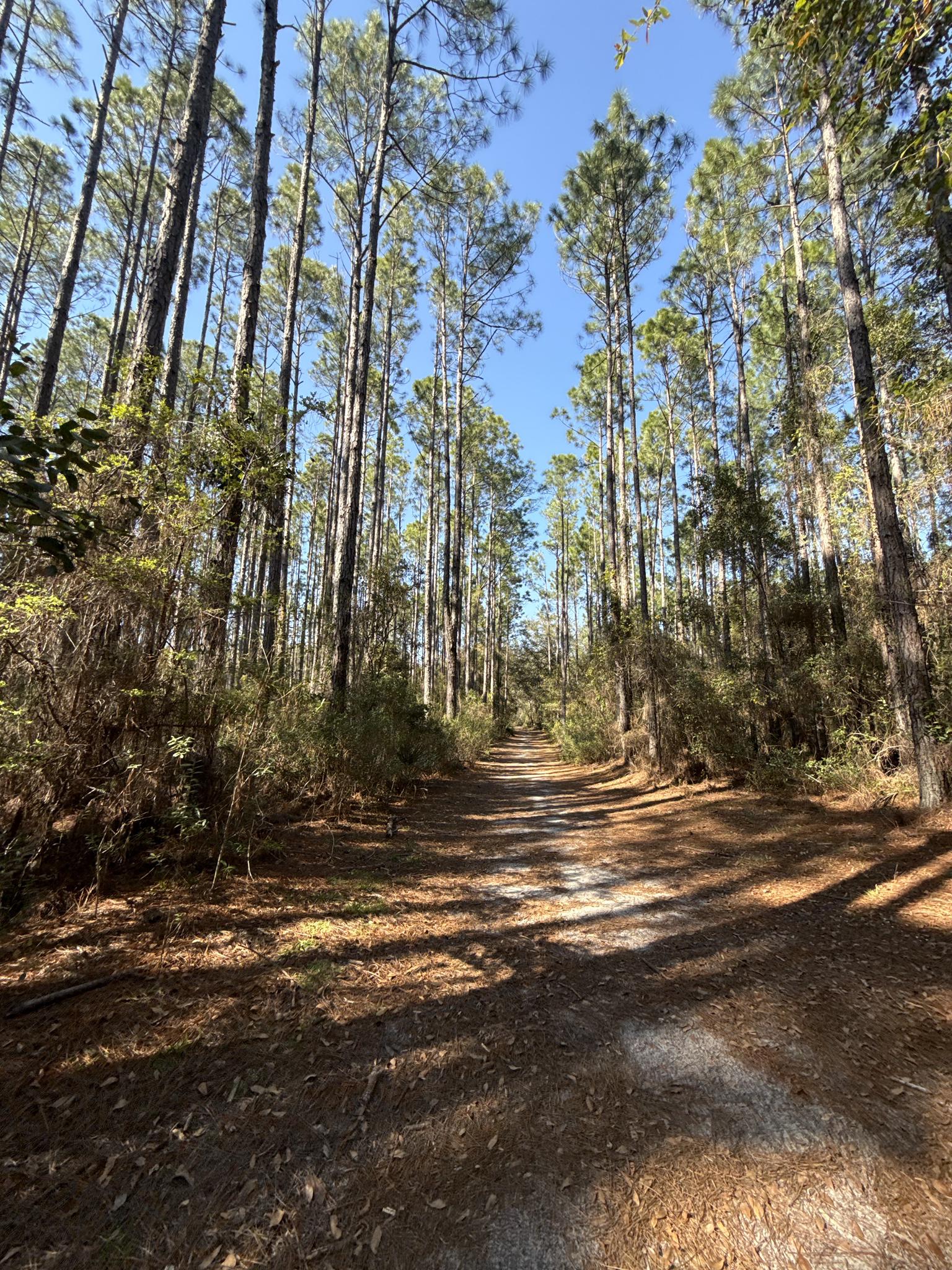 A sunlit dirt path winds through a dense forest of tall pine trees.