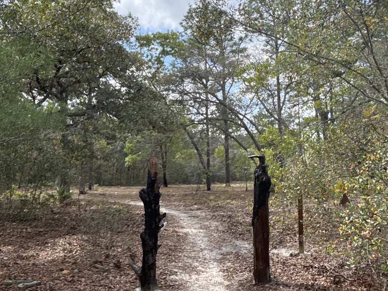Shady streach Mountain Bike Trails & Tracks | Komoot