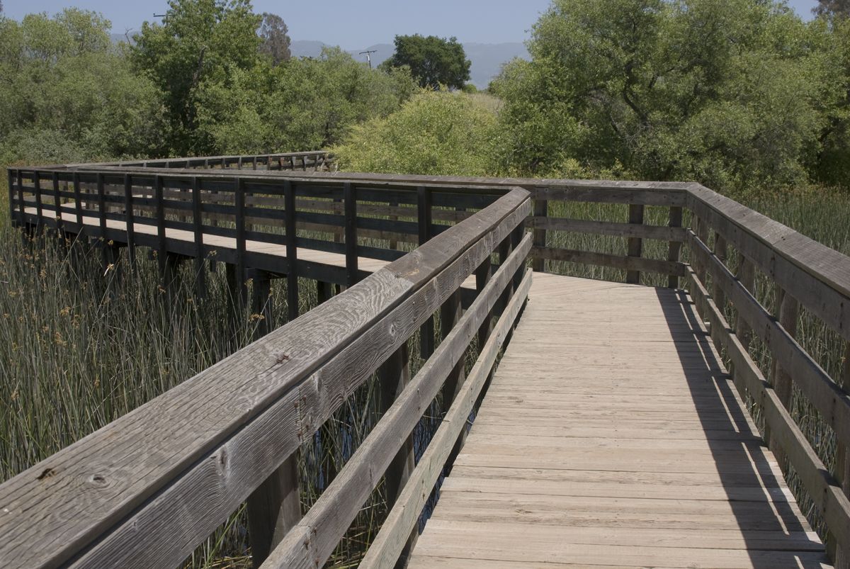 A wooden boardwalk winds through tall green reeds under bright daylight. - Lake Los Carneros loop