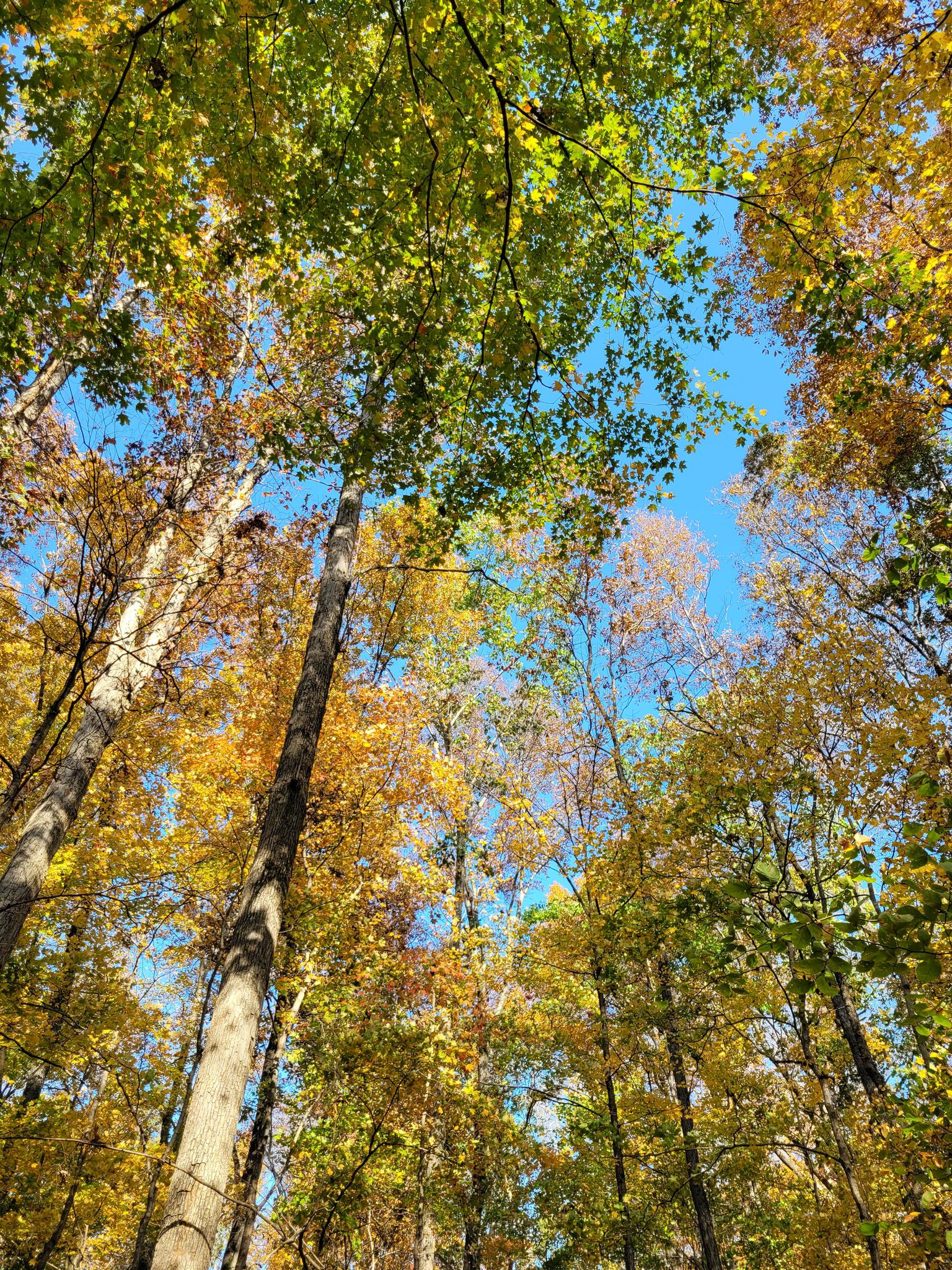 Tall trees with vibrant green and orange autumn leaves against a blue sky.