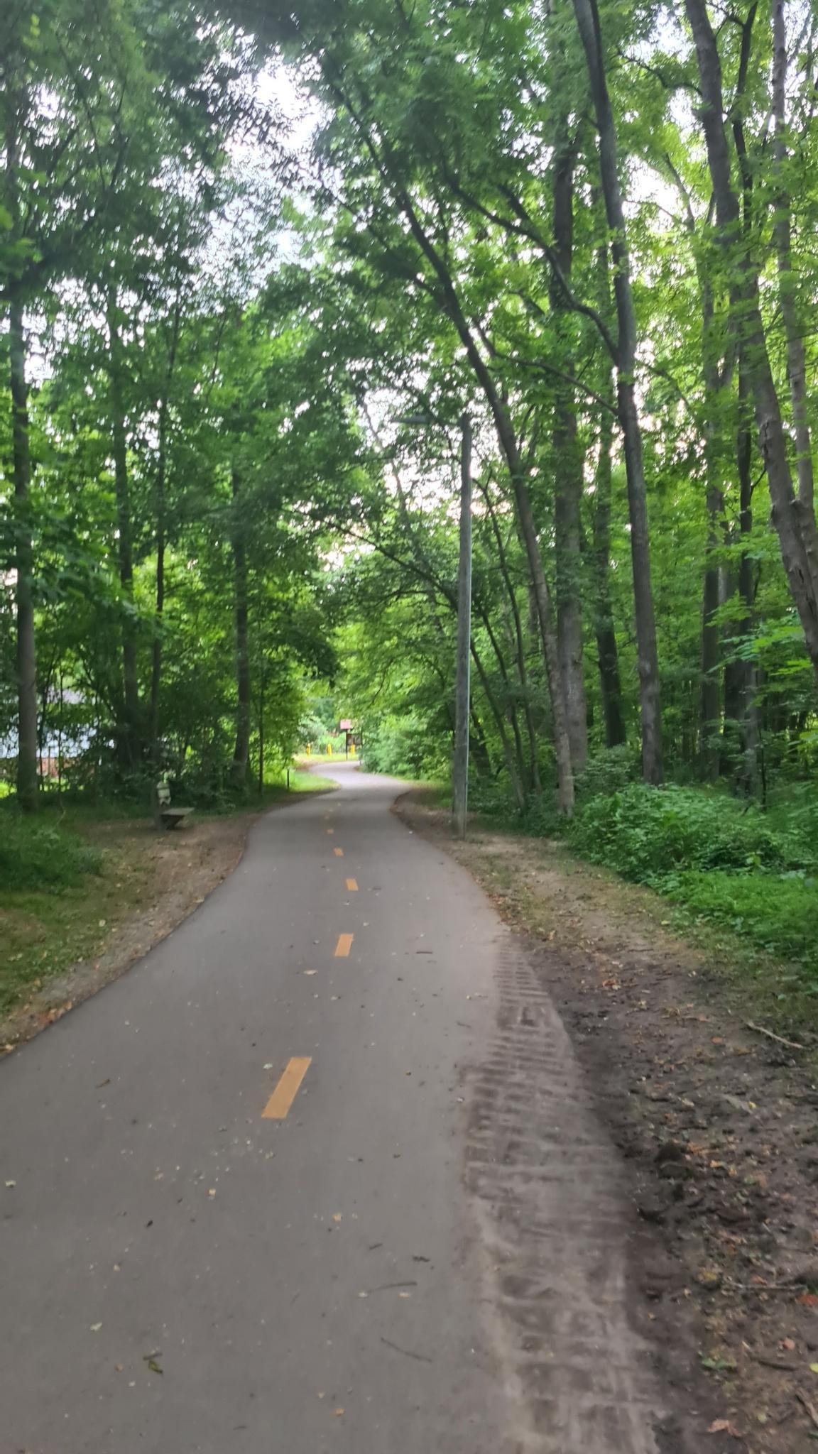 Empty paved path through a lush green forest, bright lighting.