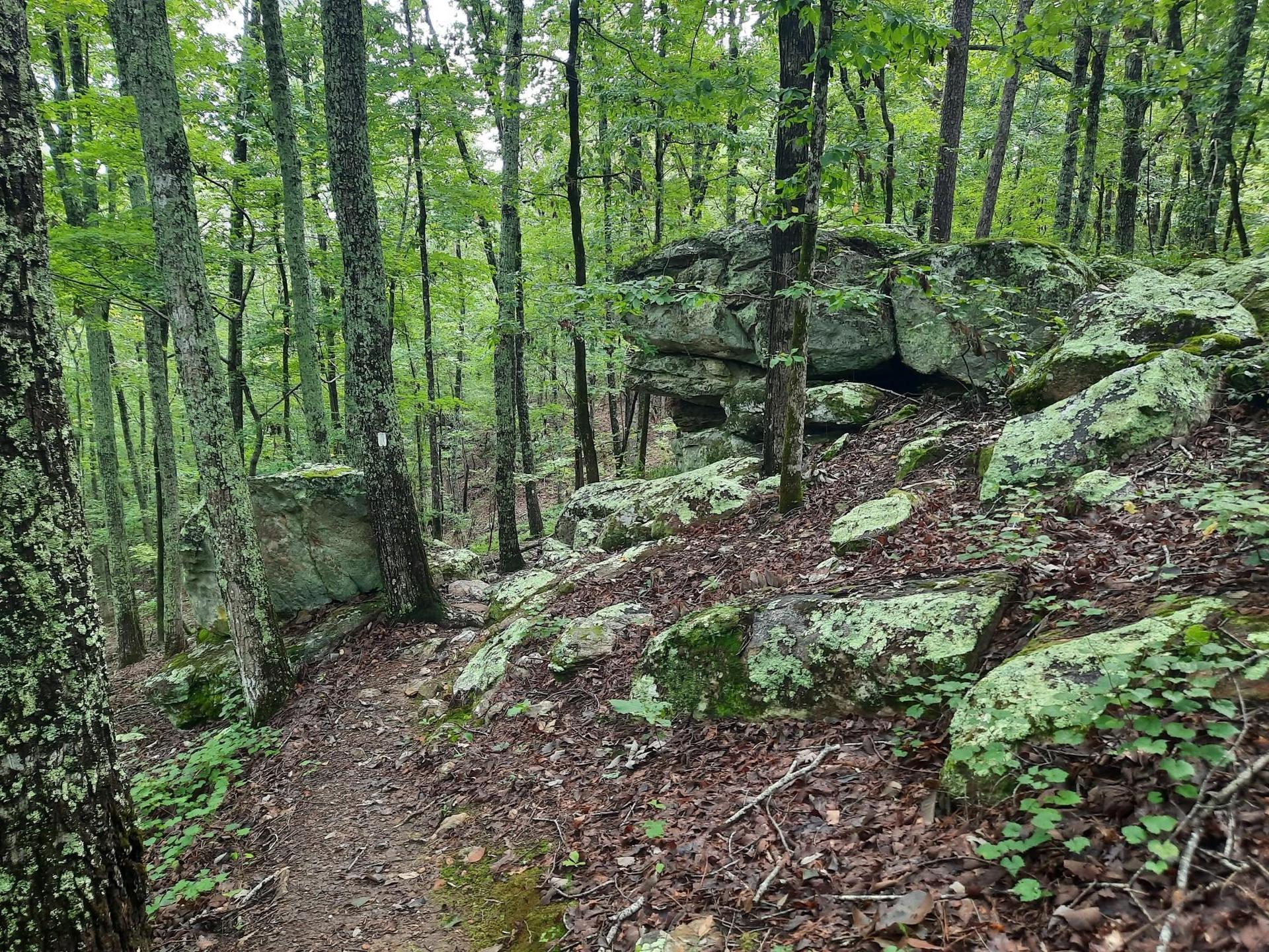 Forest trail winding past large moss-covered boulders and tall trees.