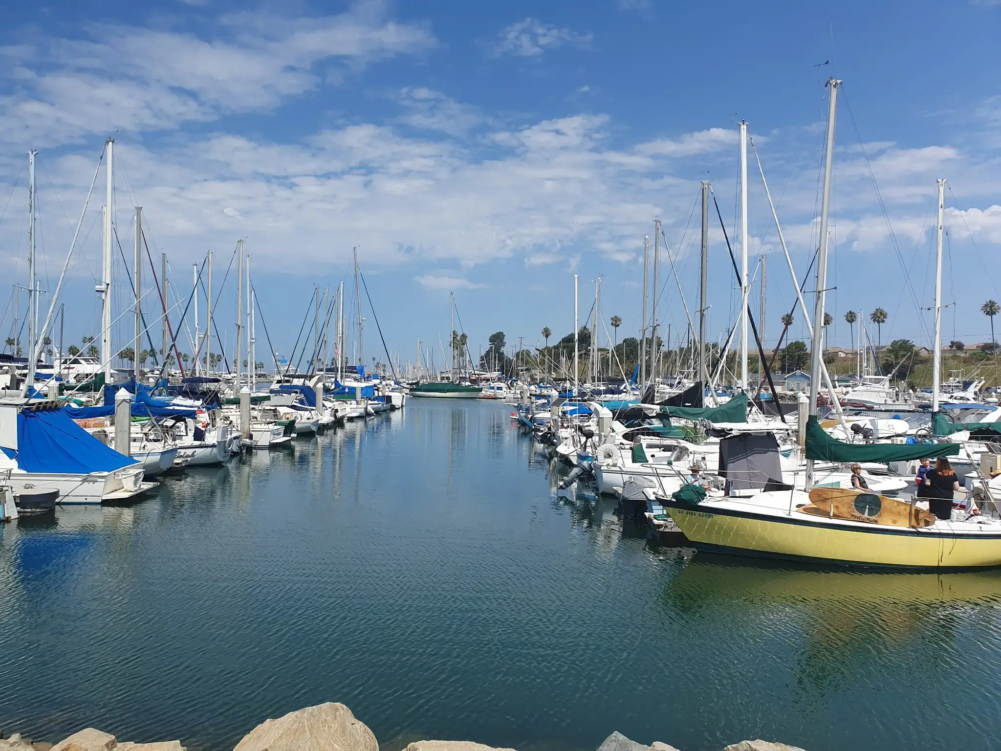 Numerous sailboats docked in a calm marina under a bright blue sky.