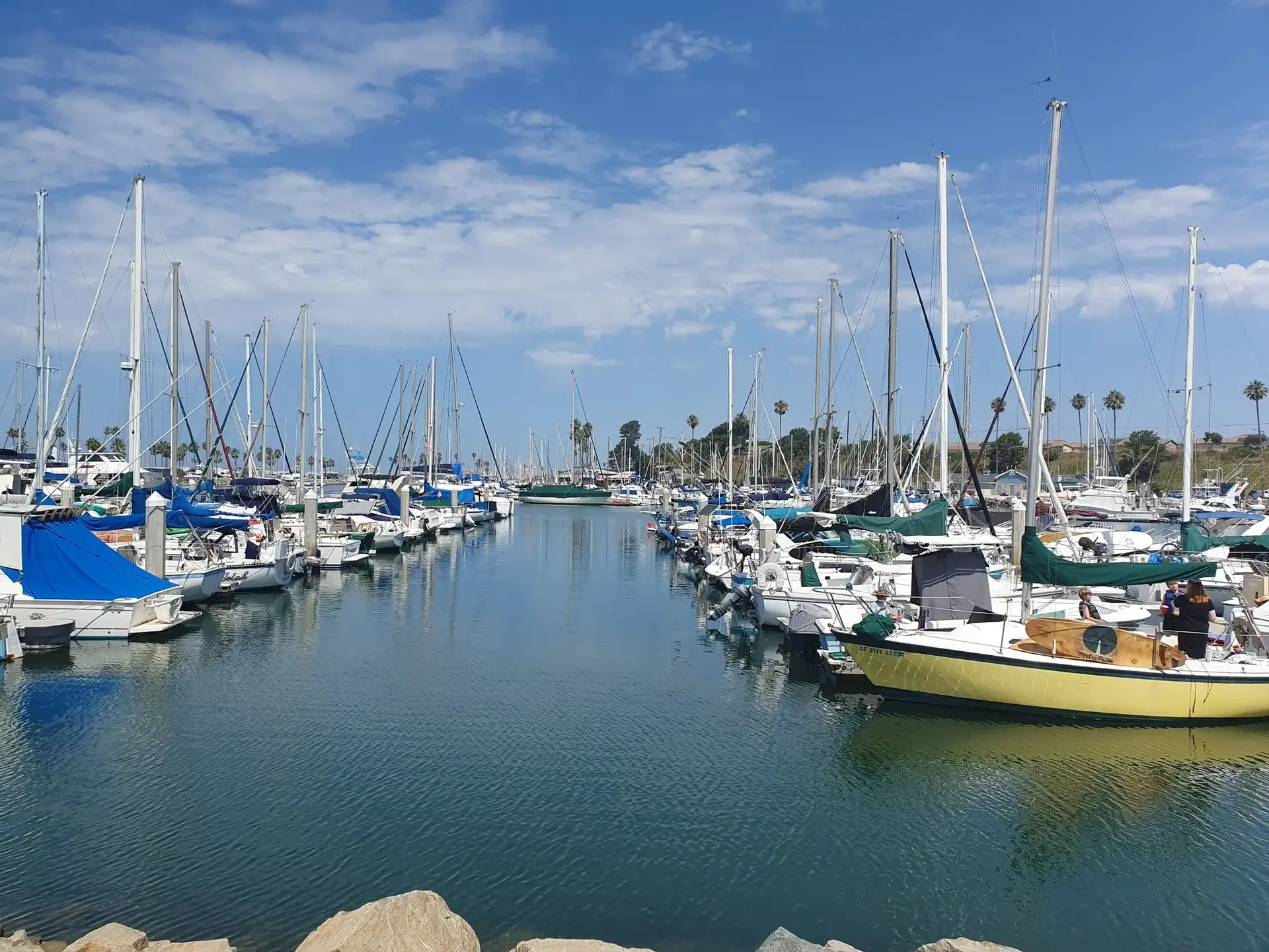 Numerous sailboats docked in a calm marina under a bright blue sky.