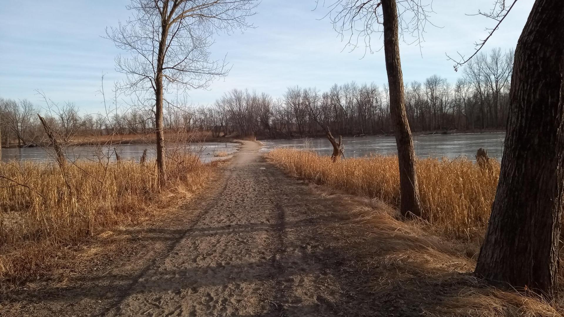 Dirt path alongside a river with bare trees and dry reeds, sunny.