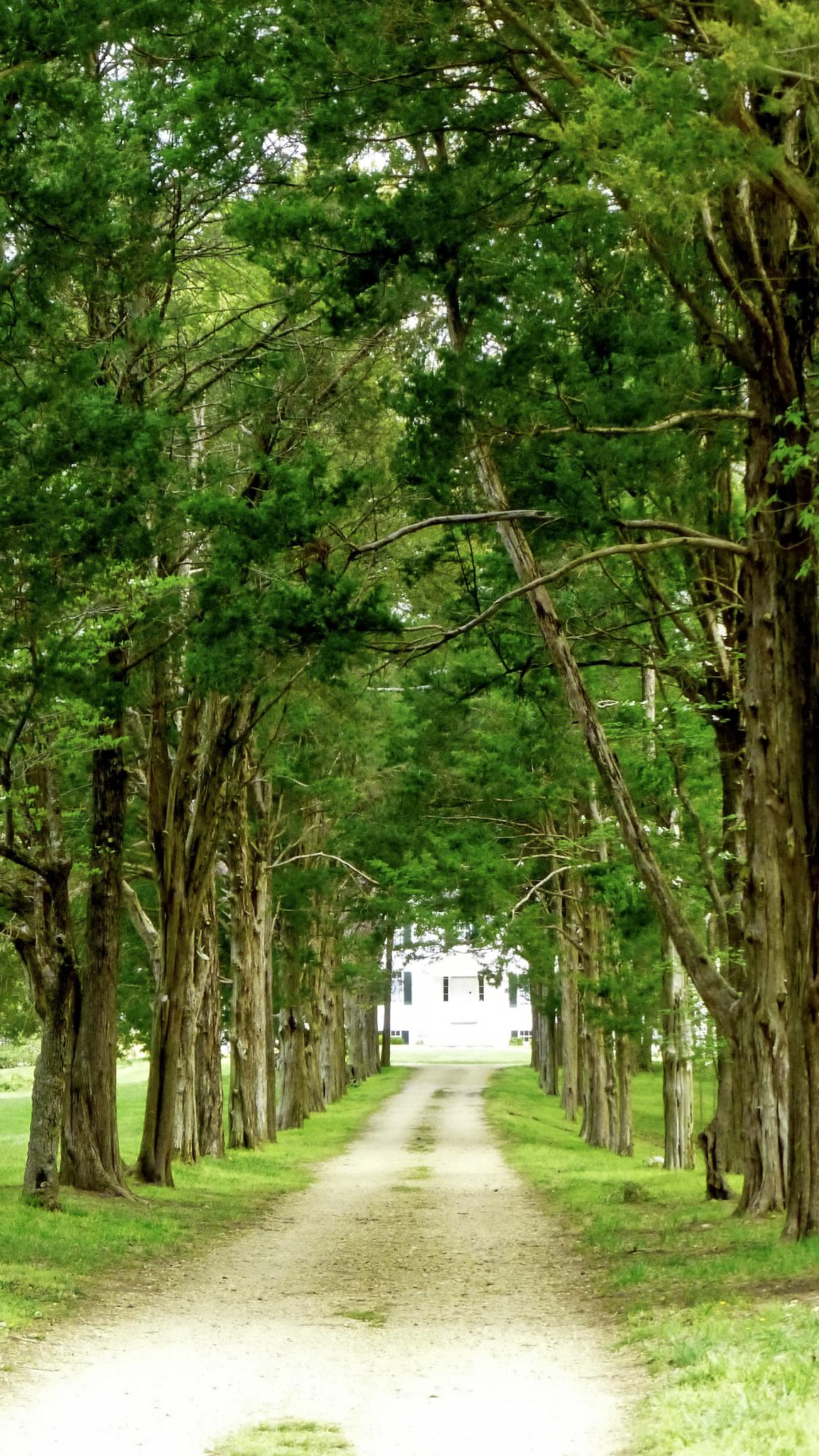 A long dirt driveway lined with tall green trees leads to a white building.