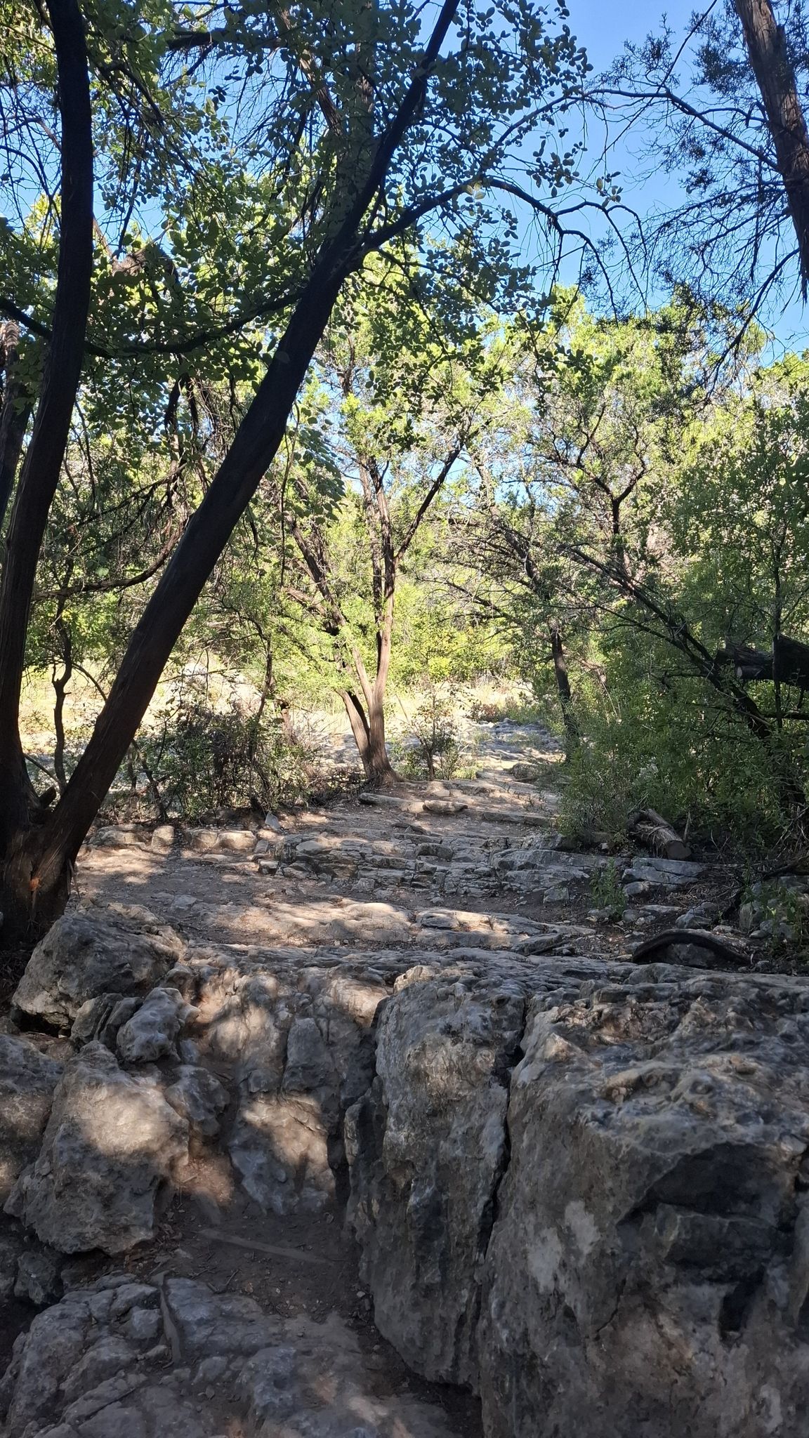 Sunny forest path with dappled light, surrounded by trees and rocky ground. - Barton Creek Greenbelt Trail