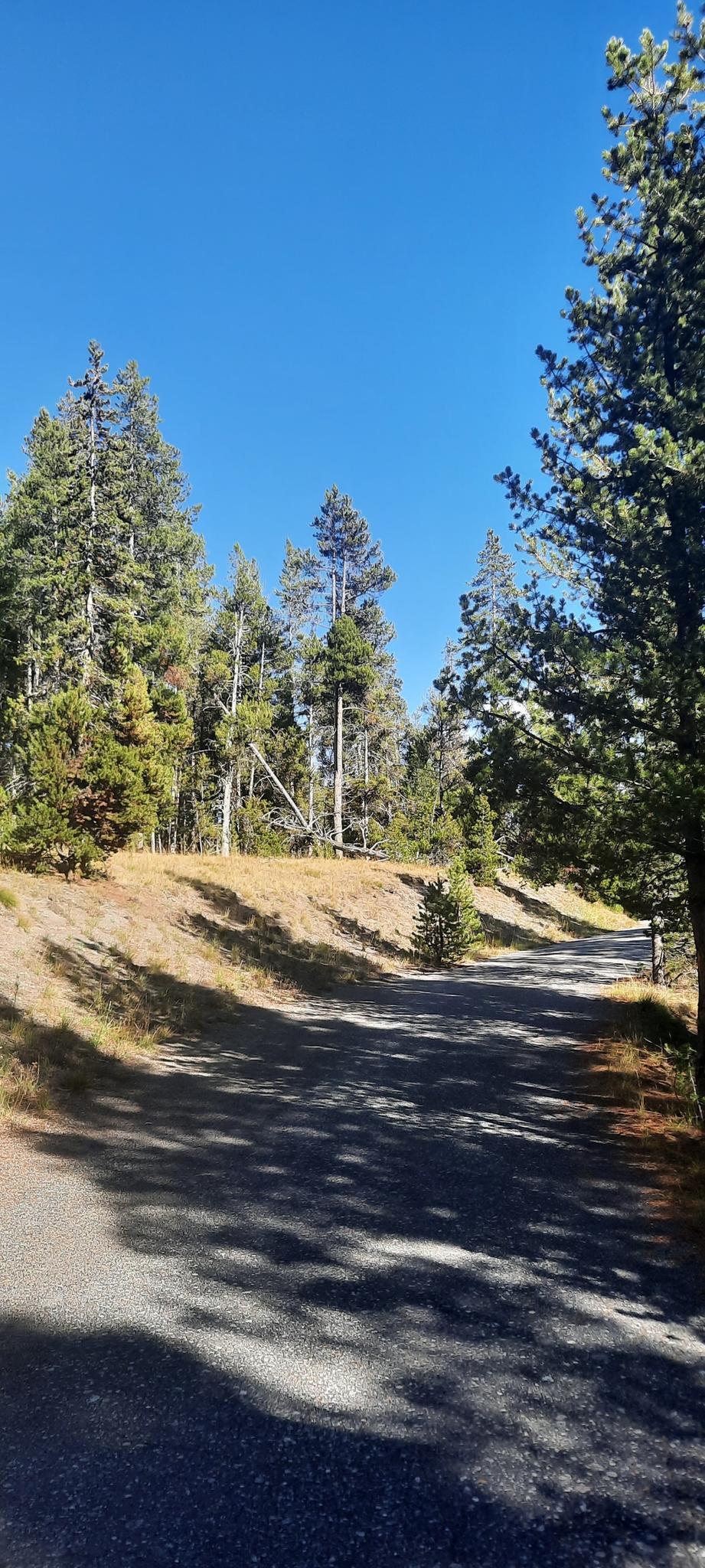 Sunny dirt road winding through a dense pine forest.
