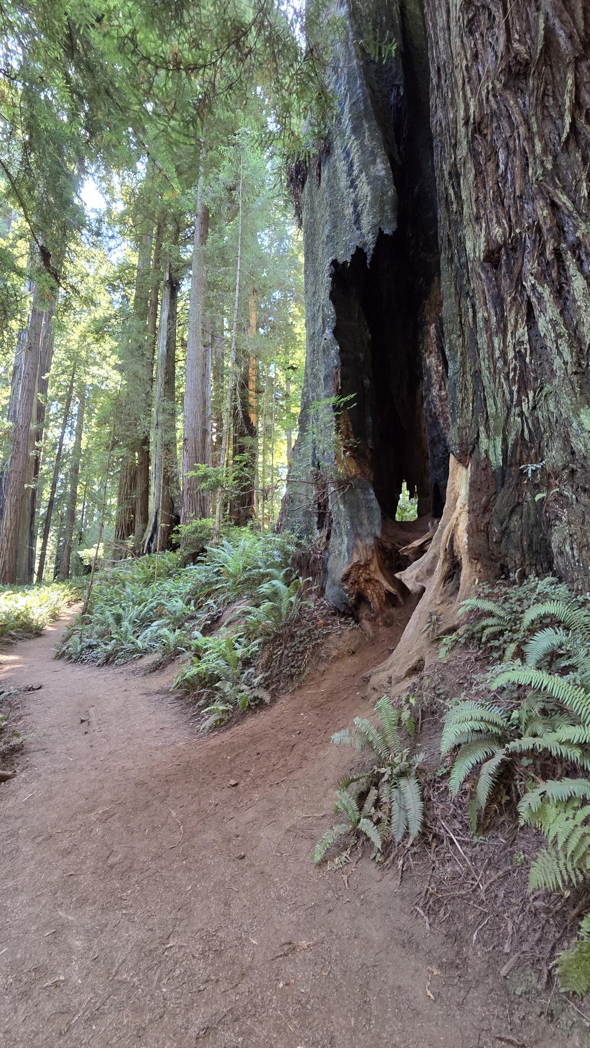 Dirt path next to a giant hollow tree trunk in a sunlit forest.