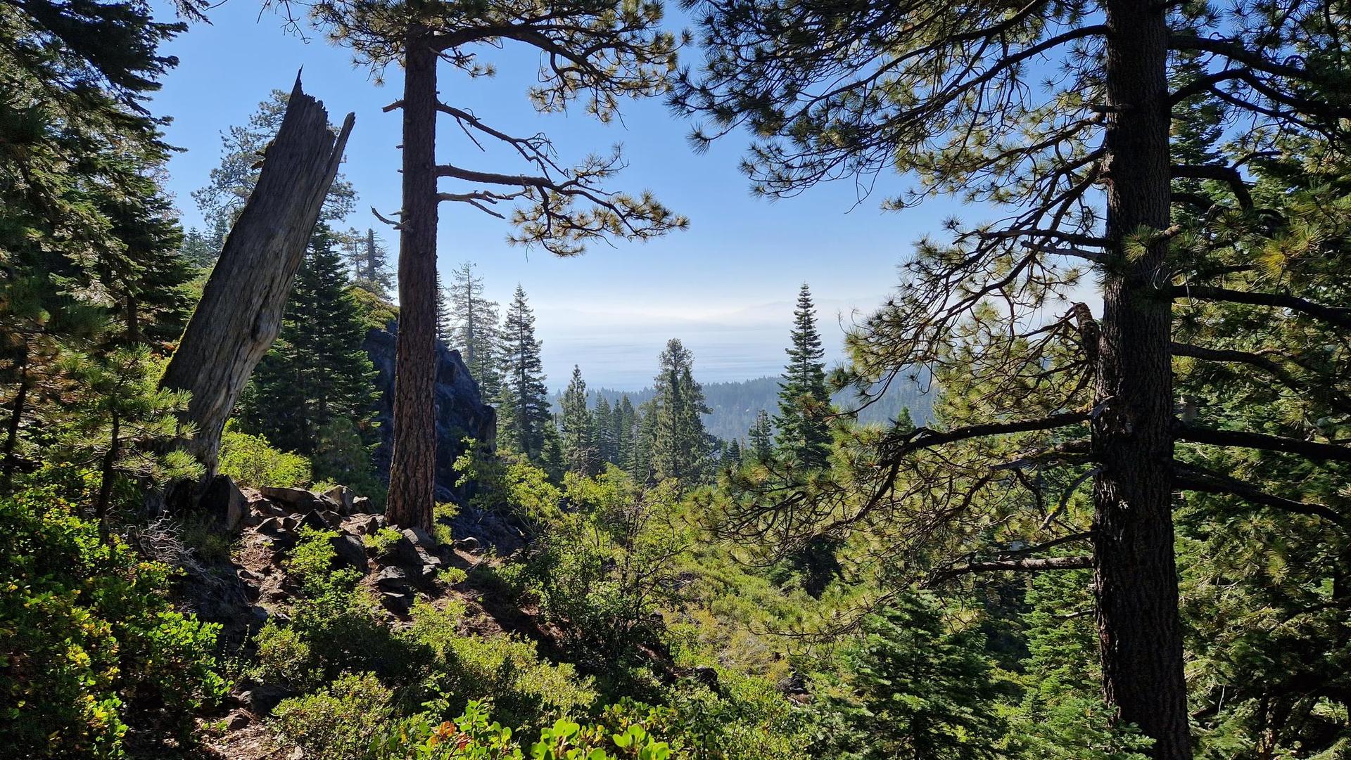 Sunny forest view with tall pines, rocky terrain, and a hazy distant landscape.