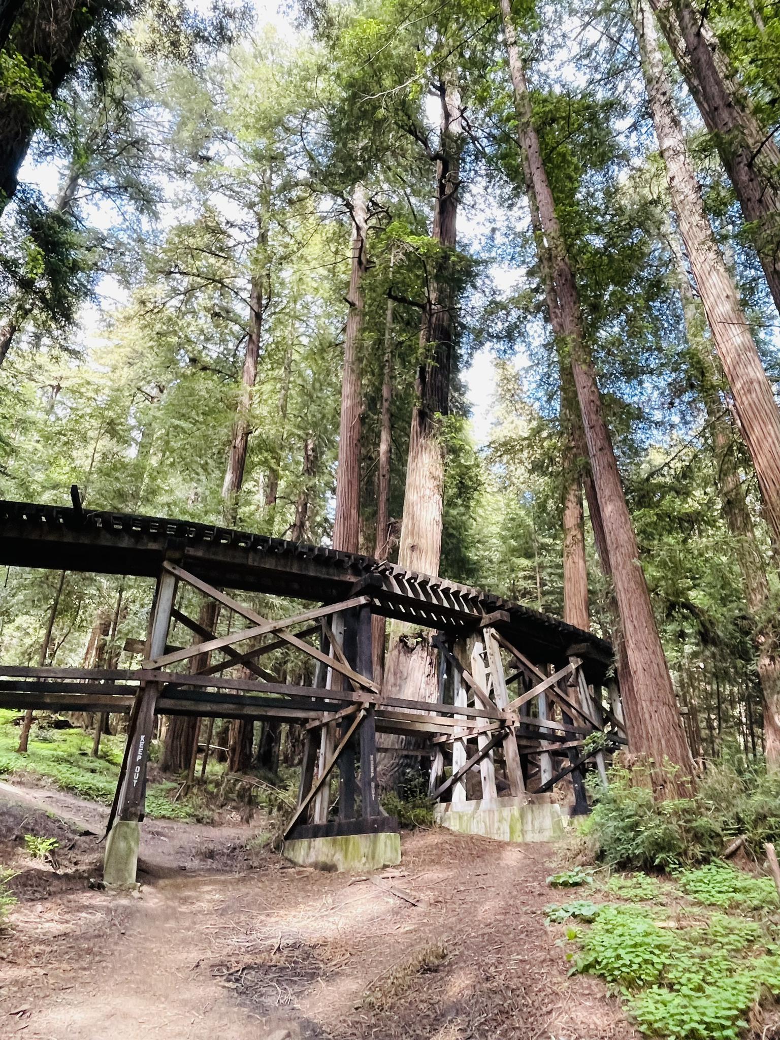 A rustic wooden trestle bridge spans a dirt path in a tall forest.