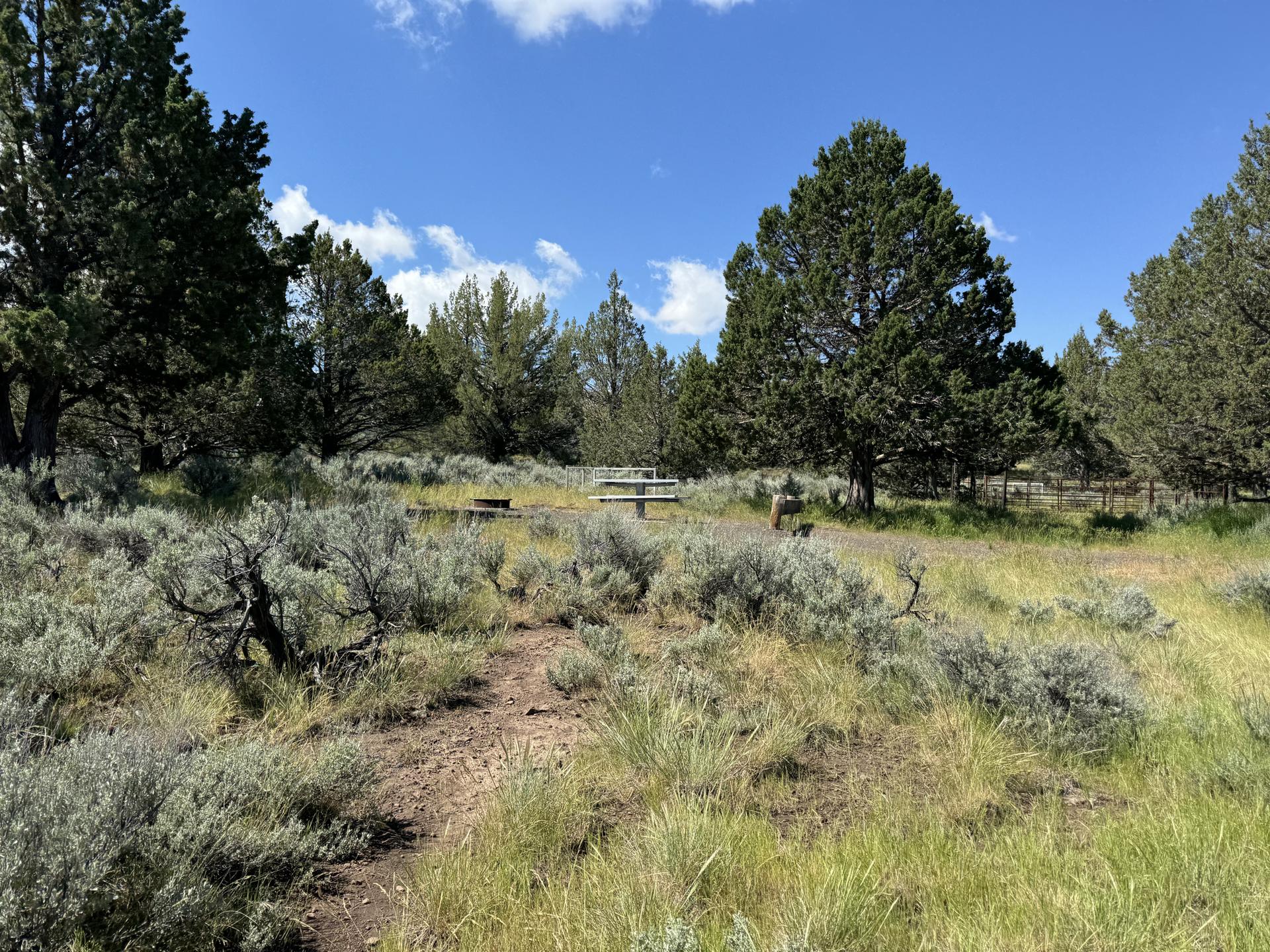 Sunny campsite with picnic table among trees and sagebrush.