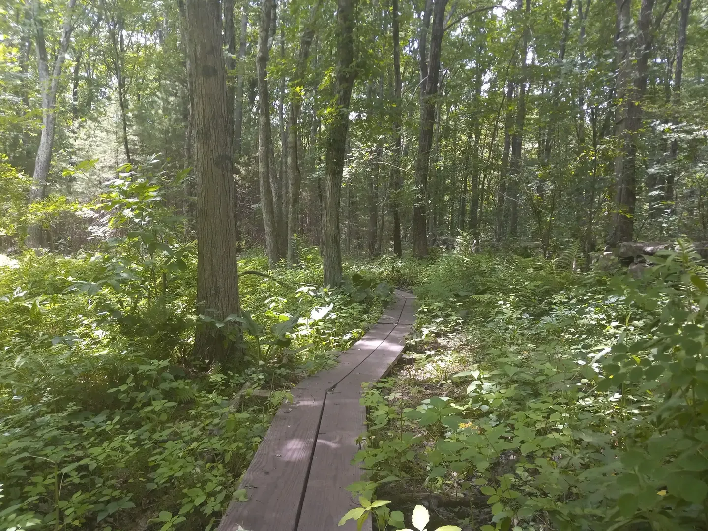 Wooden boardwalk winding through a sun-dappled, lush green forest. - Whispering Hill Loop