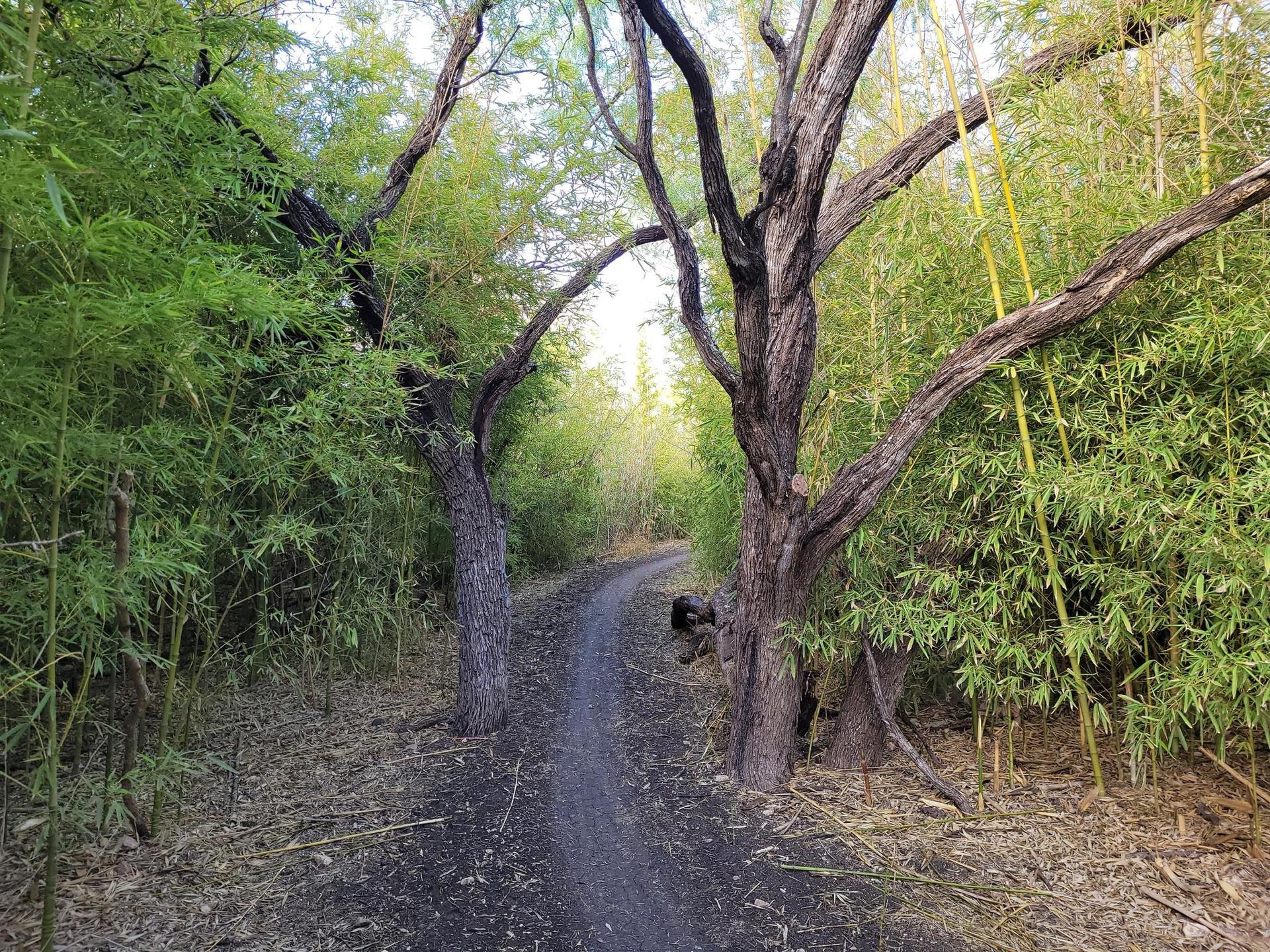 A dirt path winds through dense bamboo and two large trees, bright light ahead.