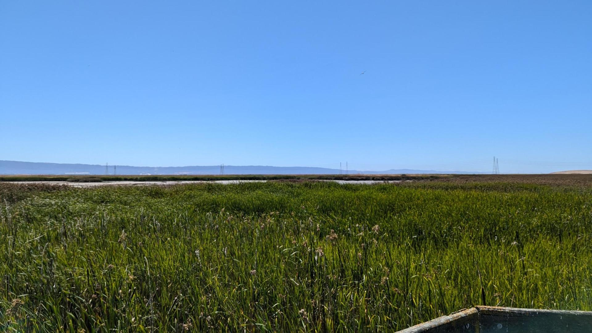 Vast green marshland under a clear blue sky with distant hills.