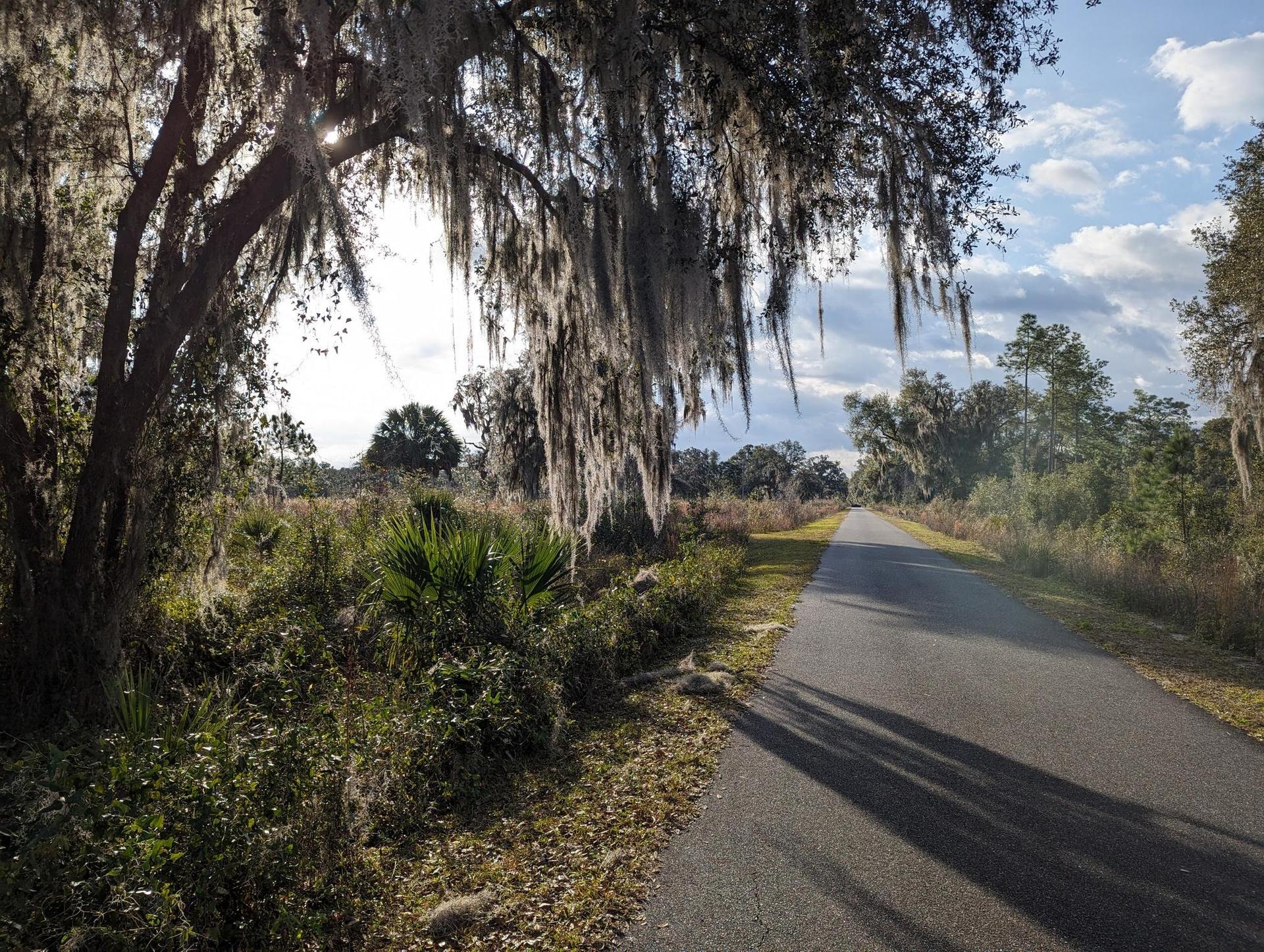 Sun shines through moss-draped trees beside a paved road with long shadows.
