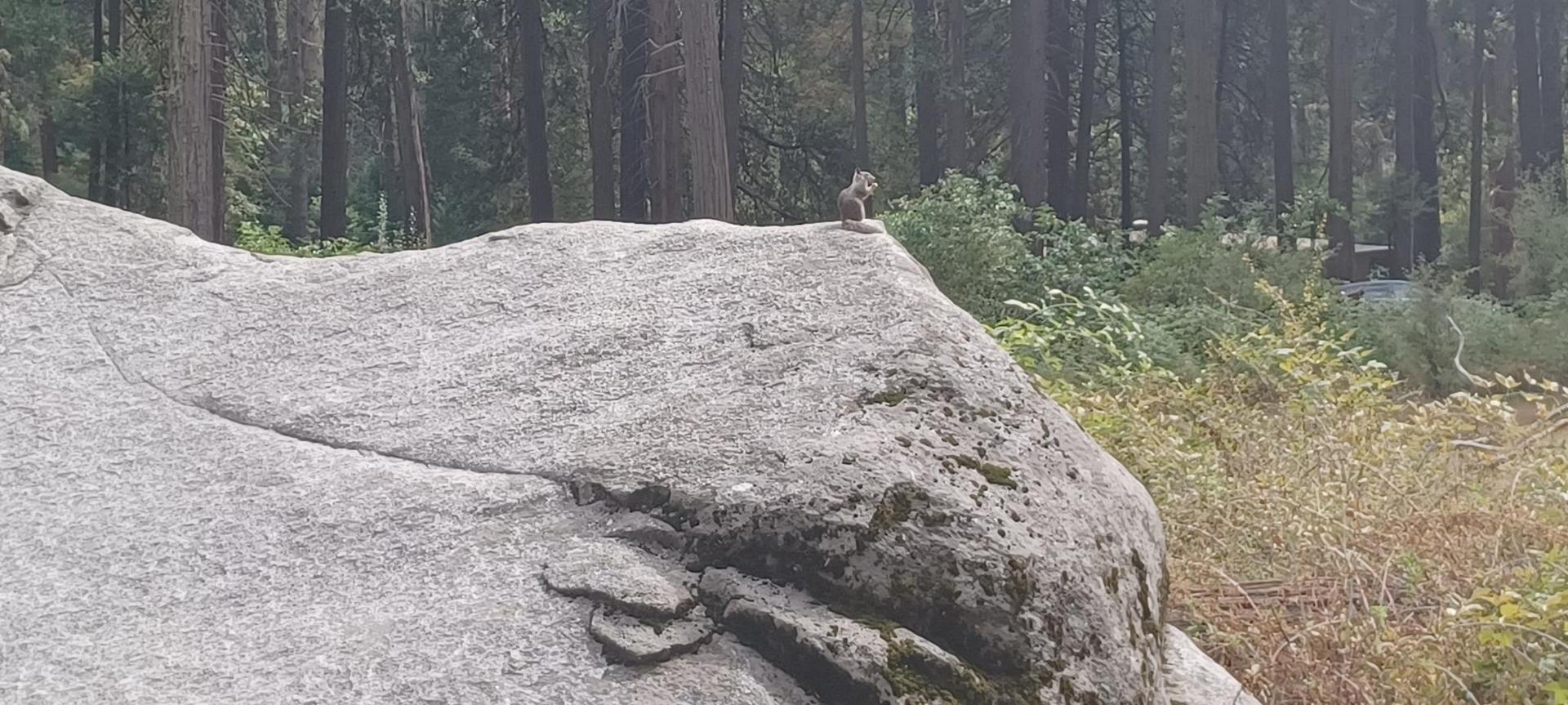 Small squirrel perched on a large gray boulder in a wooded area.