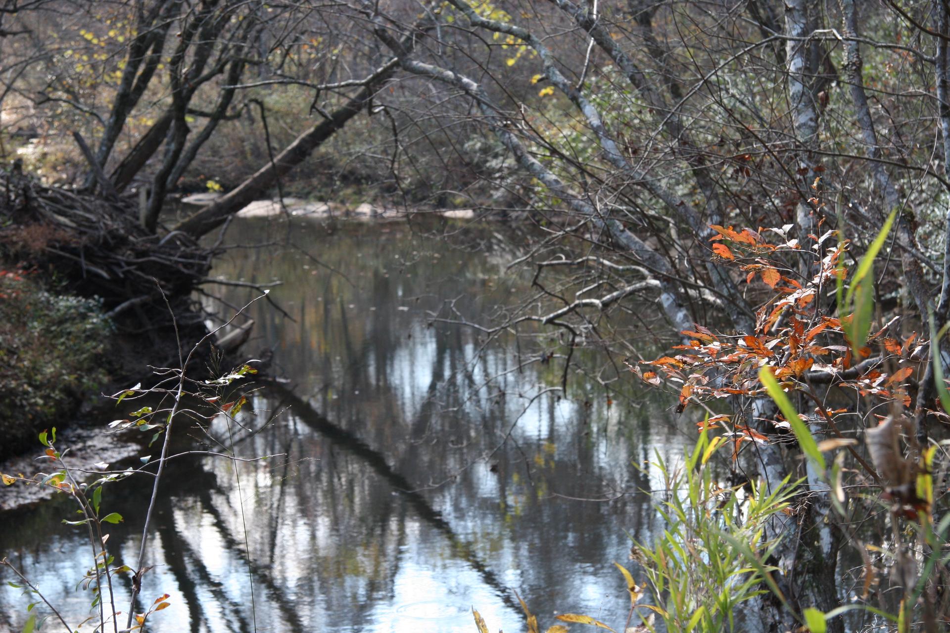 Bare trees overhang a calm river, reflecting in the water.