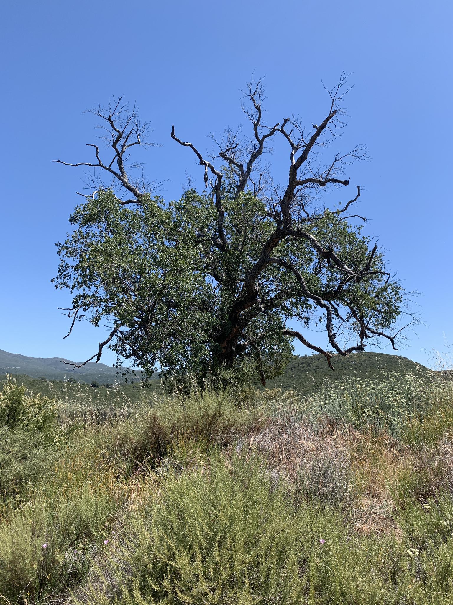 Large tree with green leaves and bare branches on a grassy hill under clear sky.
