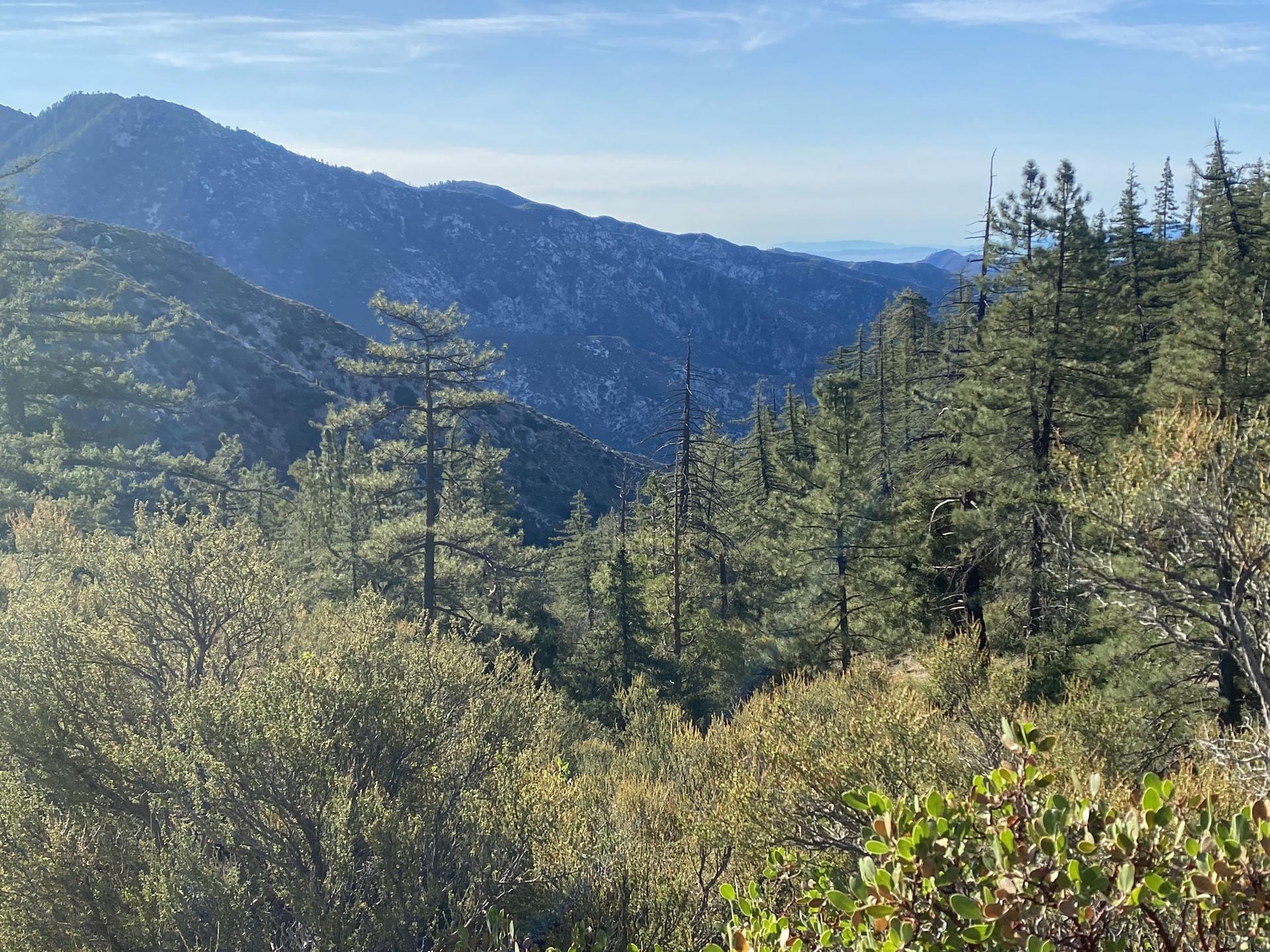 Sunny mountain landscape with dense pine forests and distant peaks under a blue sky.