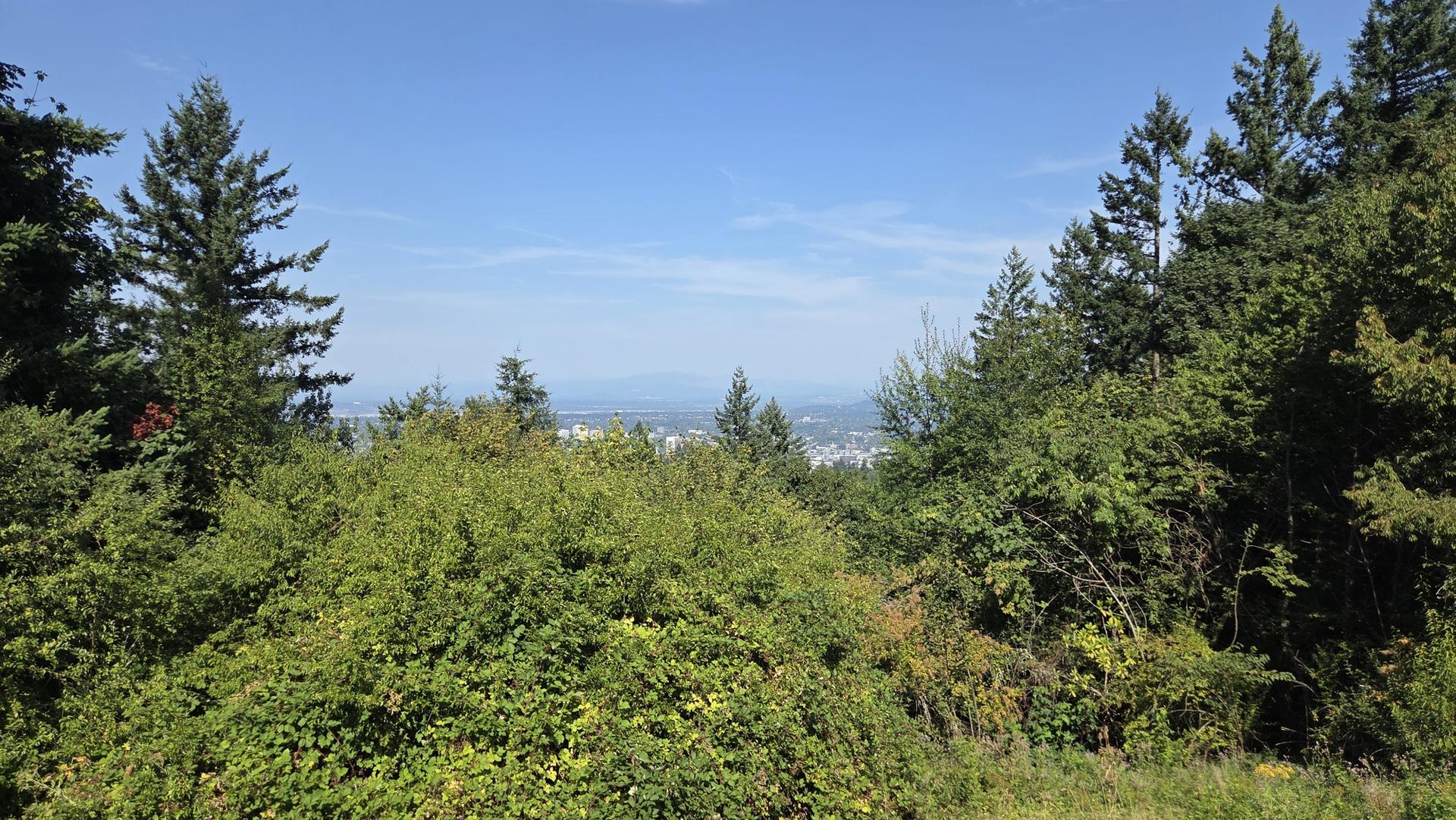 Sunny view over dense green forest with a distant city.