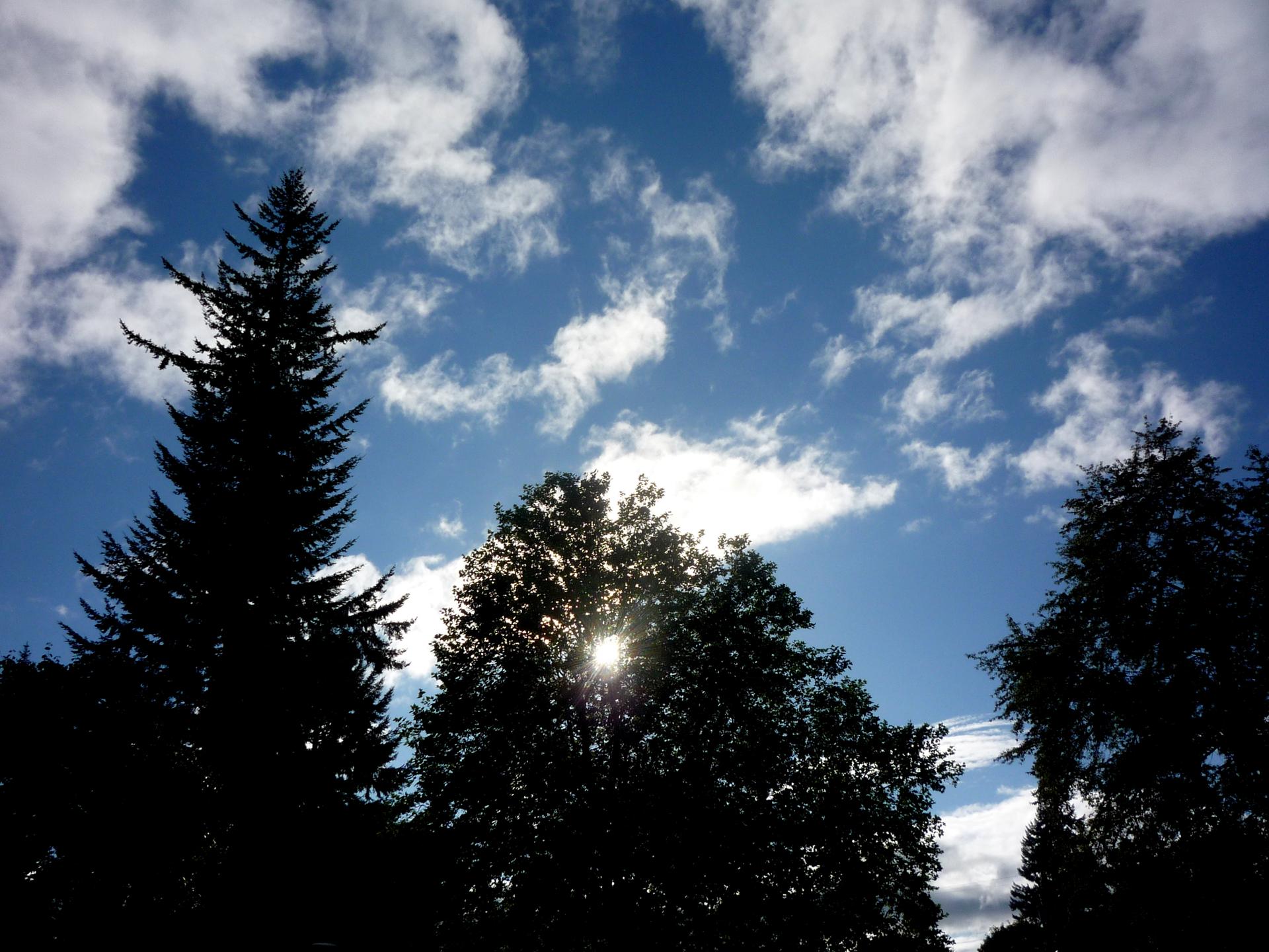 Sunburst through silhouetted trees against a bright blue, cloudy sky.