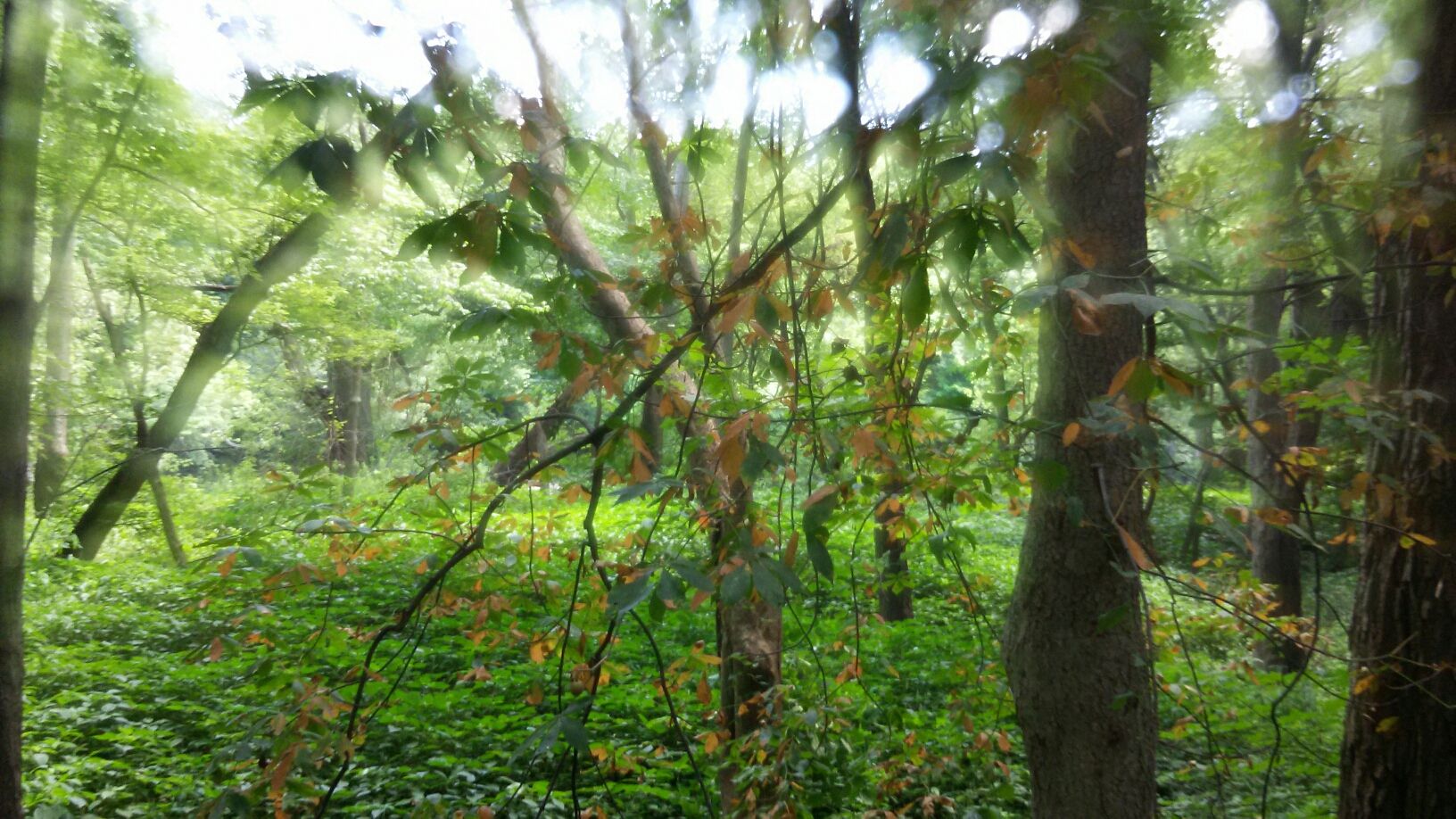 Dense green forest with dappled sunlight filtering through the trees. - Town Run Trail