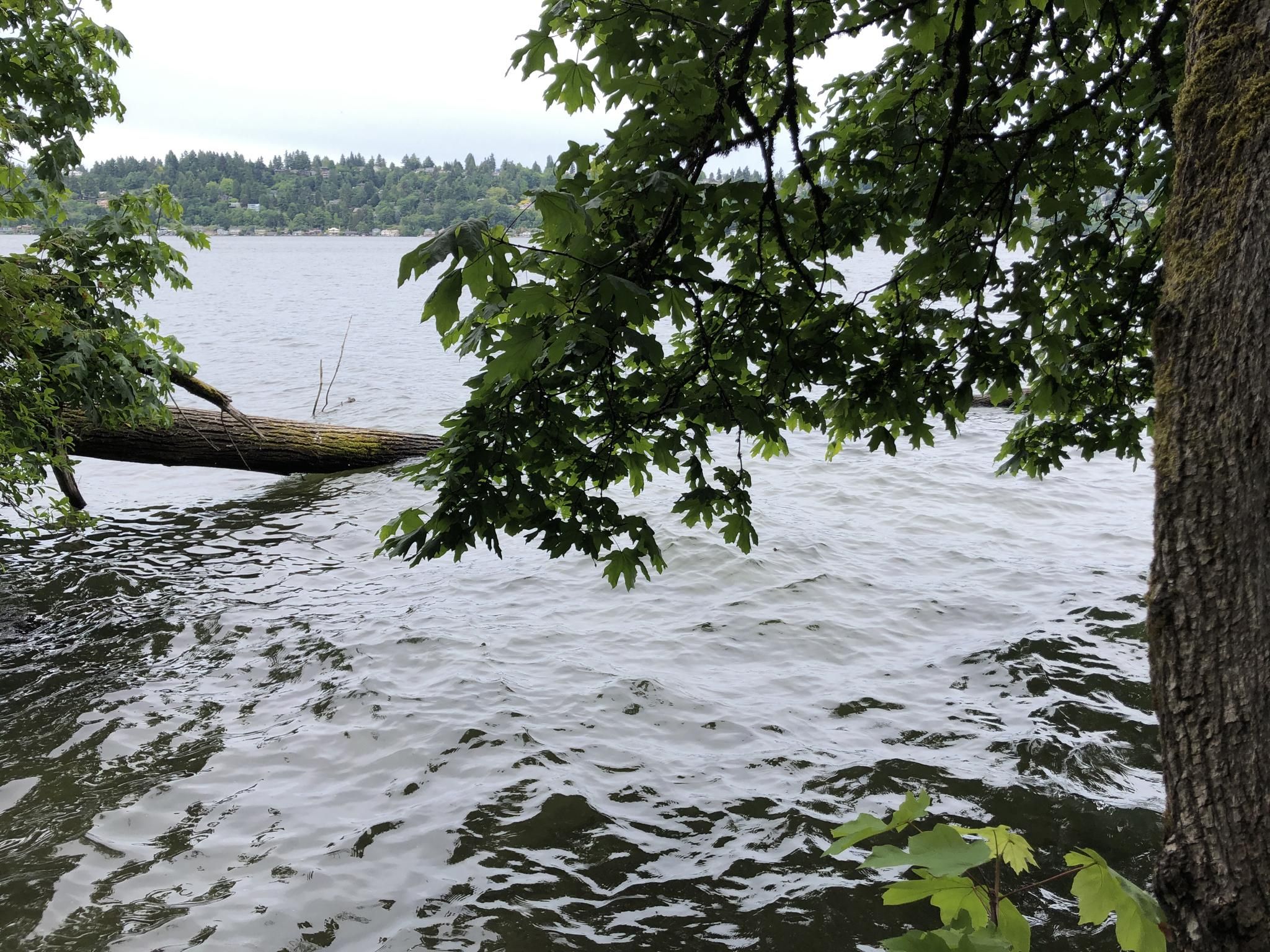 Overcast view of rippling water with a fallen log and green tree branches. - South Ridge Loop – Saint Edward State Park