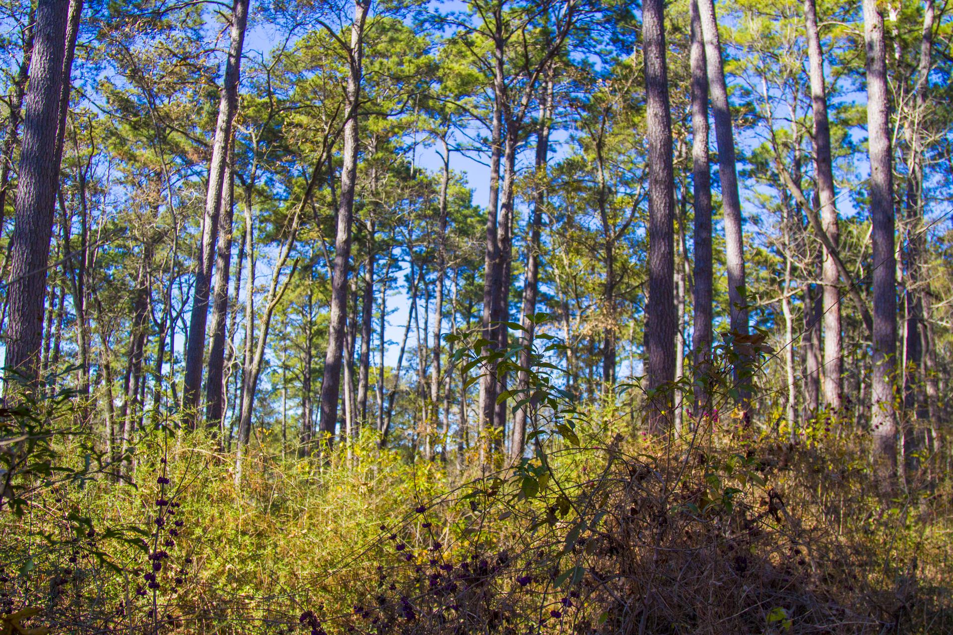 Dense forest with tall, slender trees and thick green undergrowth under a blue sky.