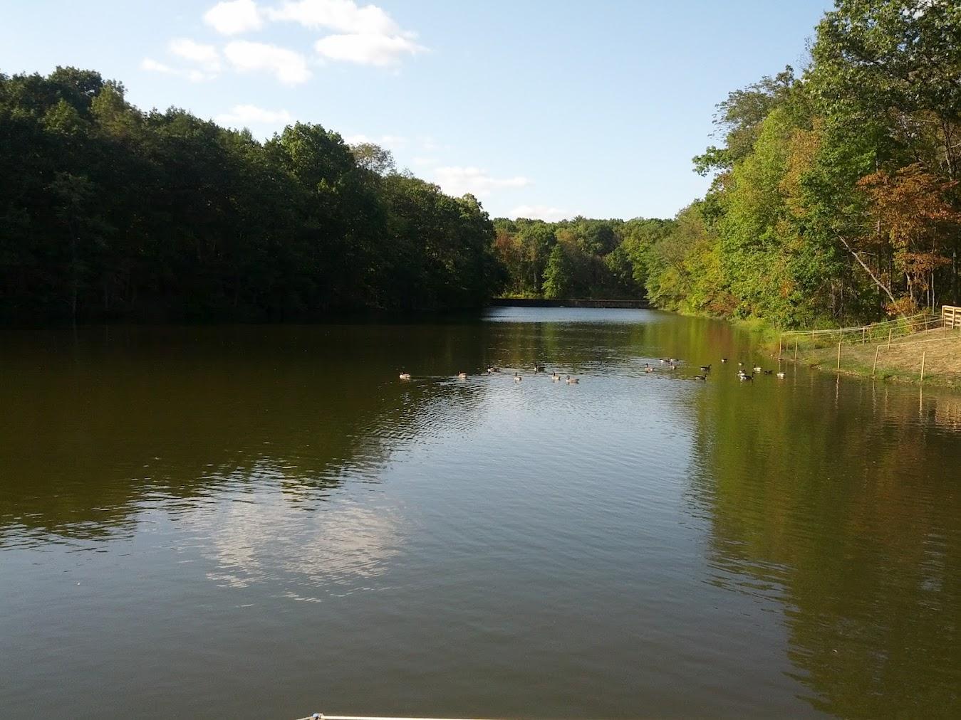 A wide lake with ducks, surrounded by lush green trees under a blue sky.