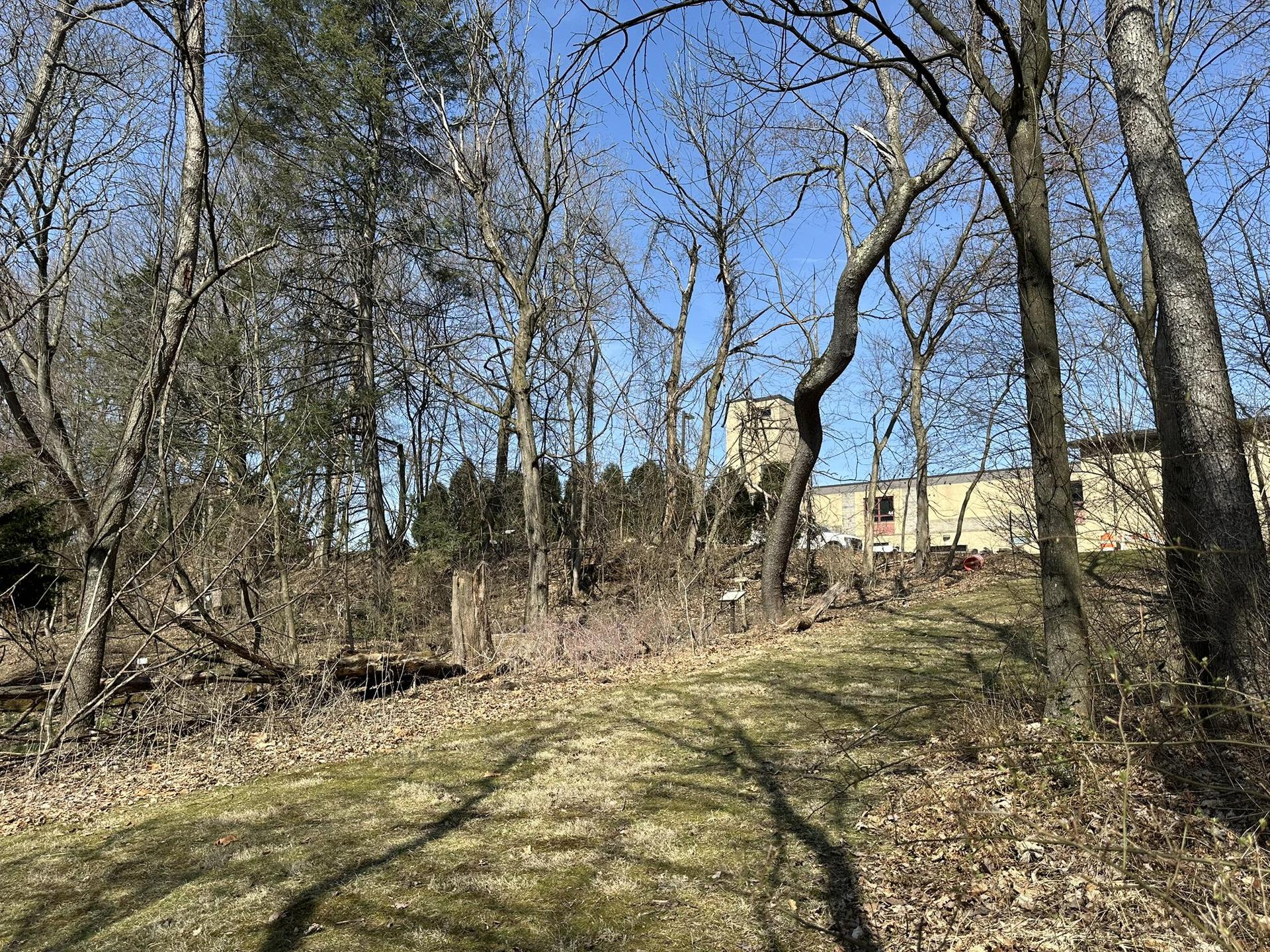 A grassy path through a bare winter forest with a building.